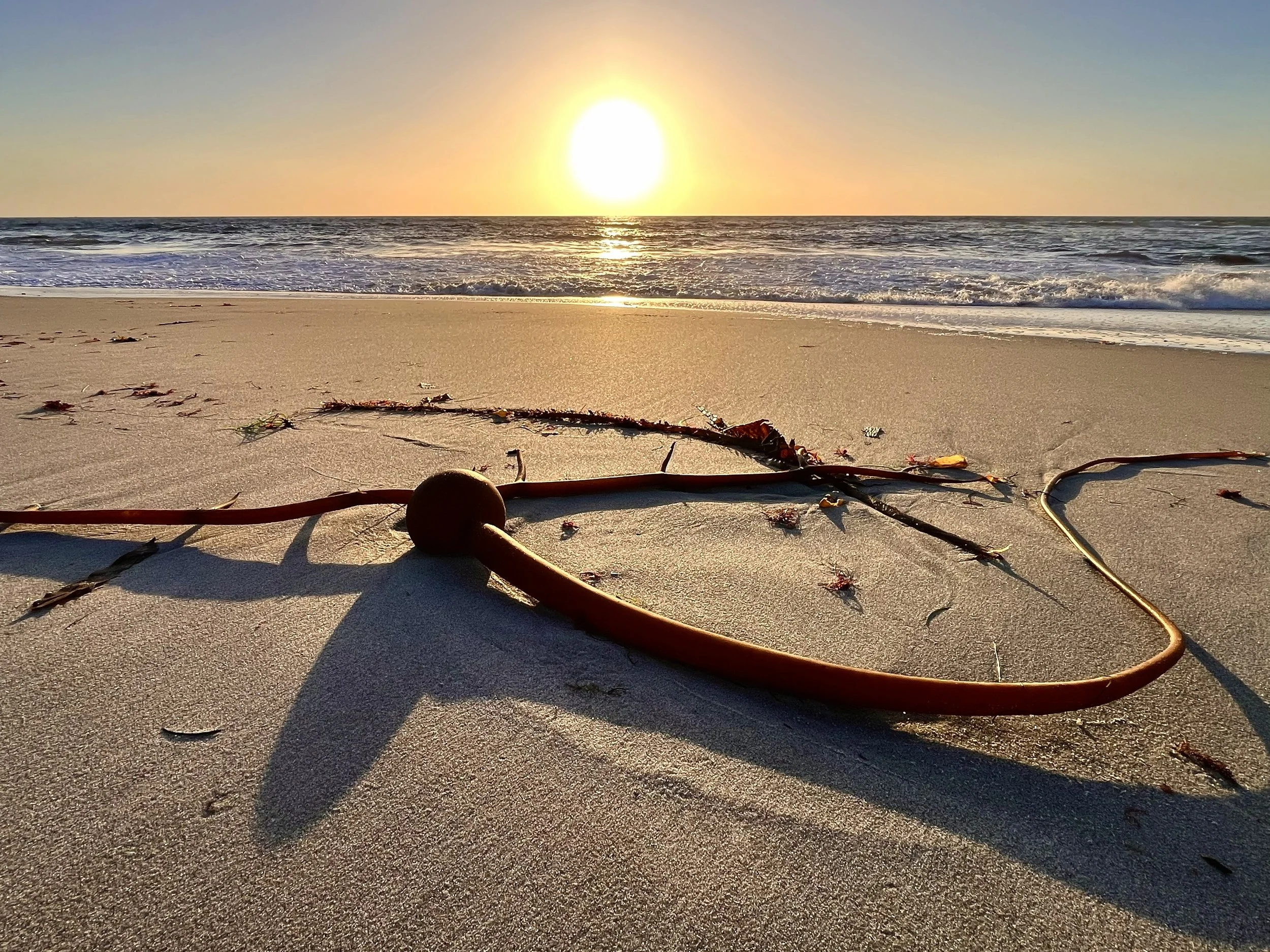 La Jolla Beach and Kelp Sunset