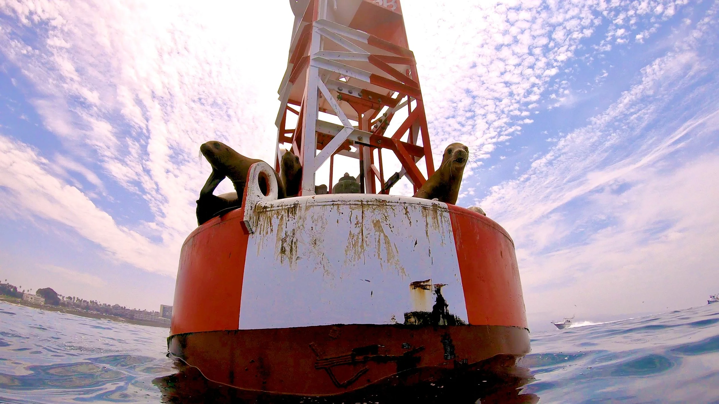 Redondo Beach Harbor Buoy with California Sea Lions