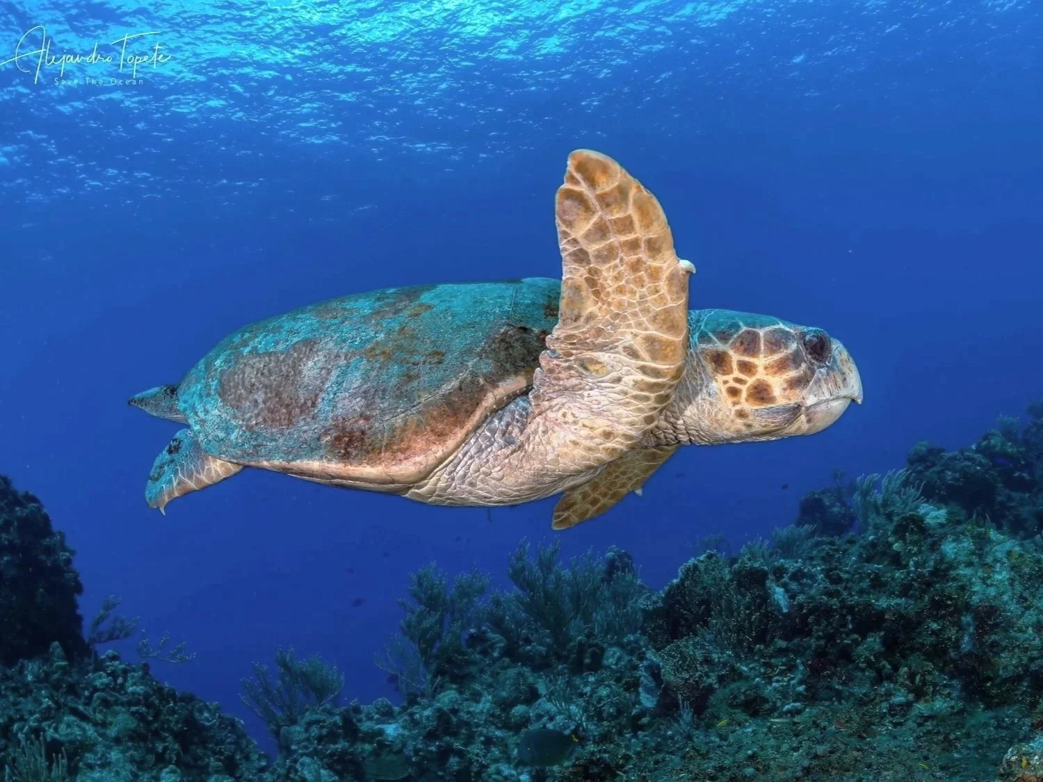 Sea Turtle of Cozumel, Mexico by Alejandro Topete