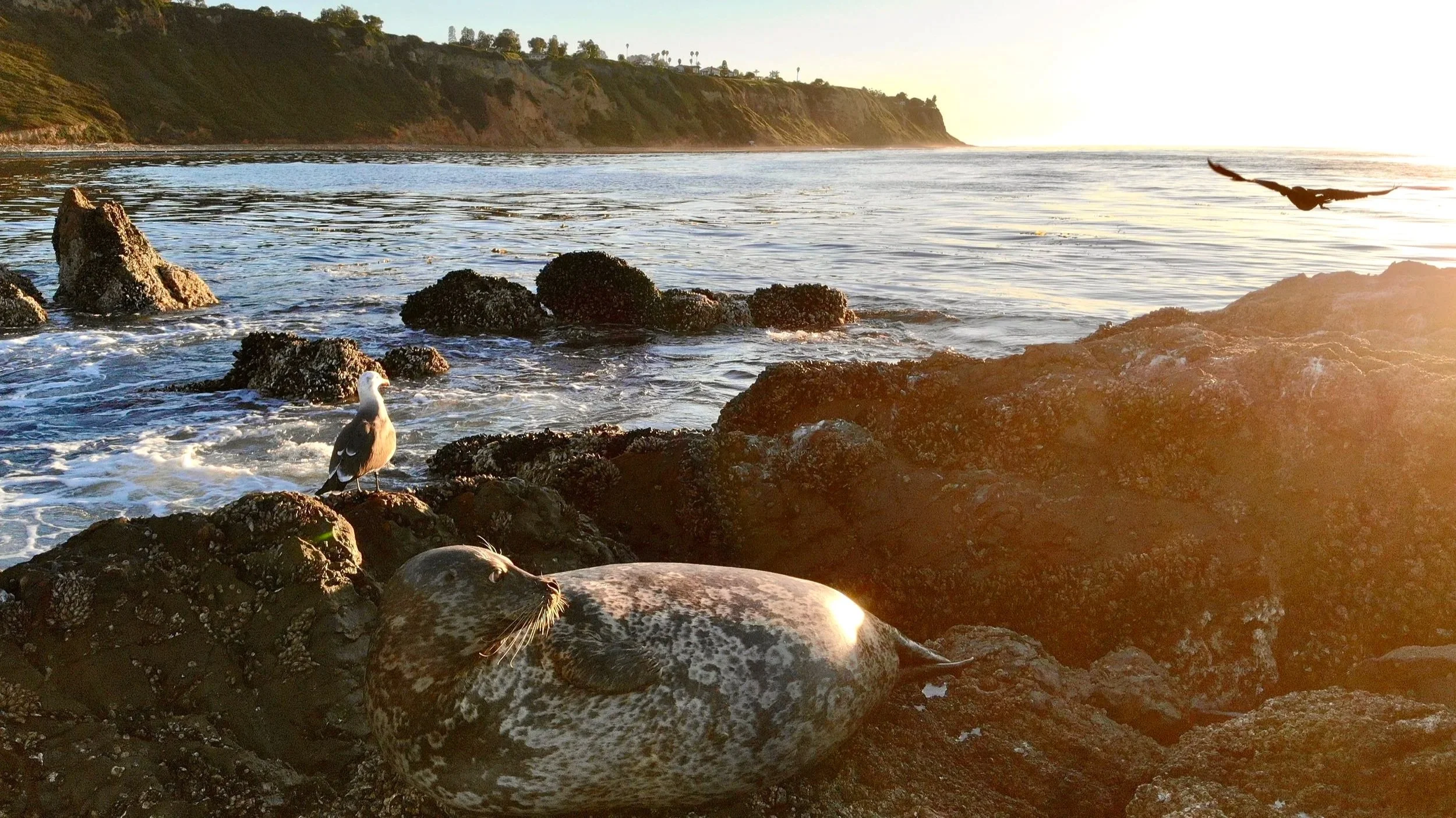 Palos Verdes, California, Flat Rock Sunset