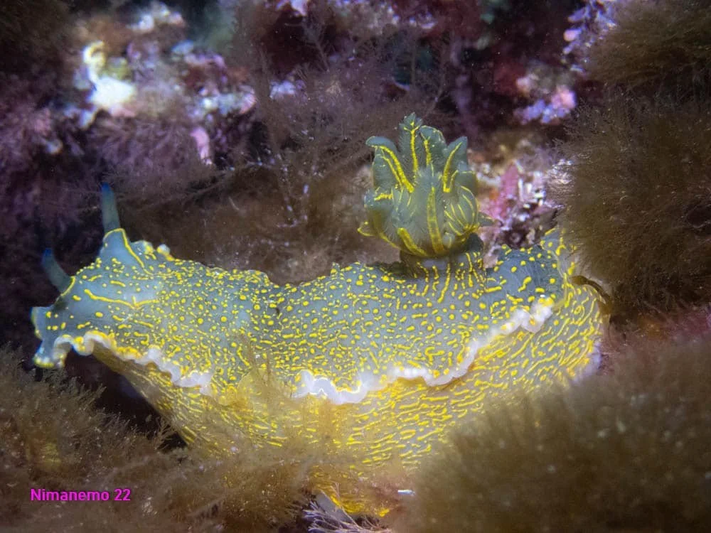 Scuba Diving with Nudibranches close up