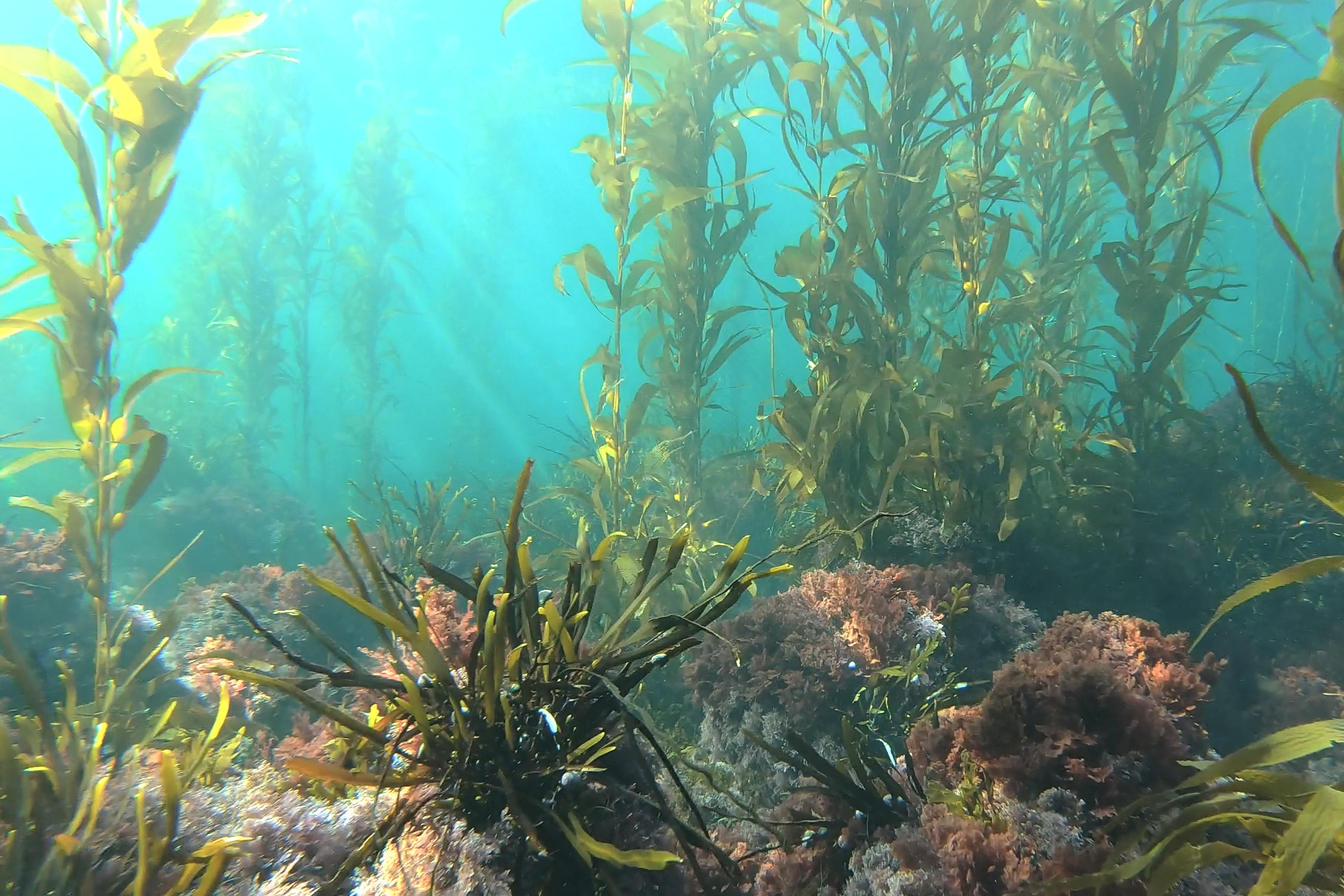 Kelp Forest of Palos Verdes, California