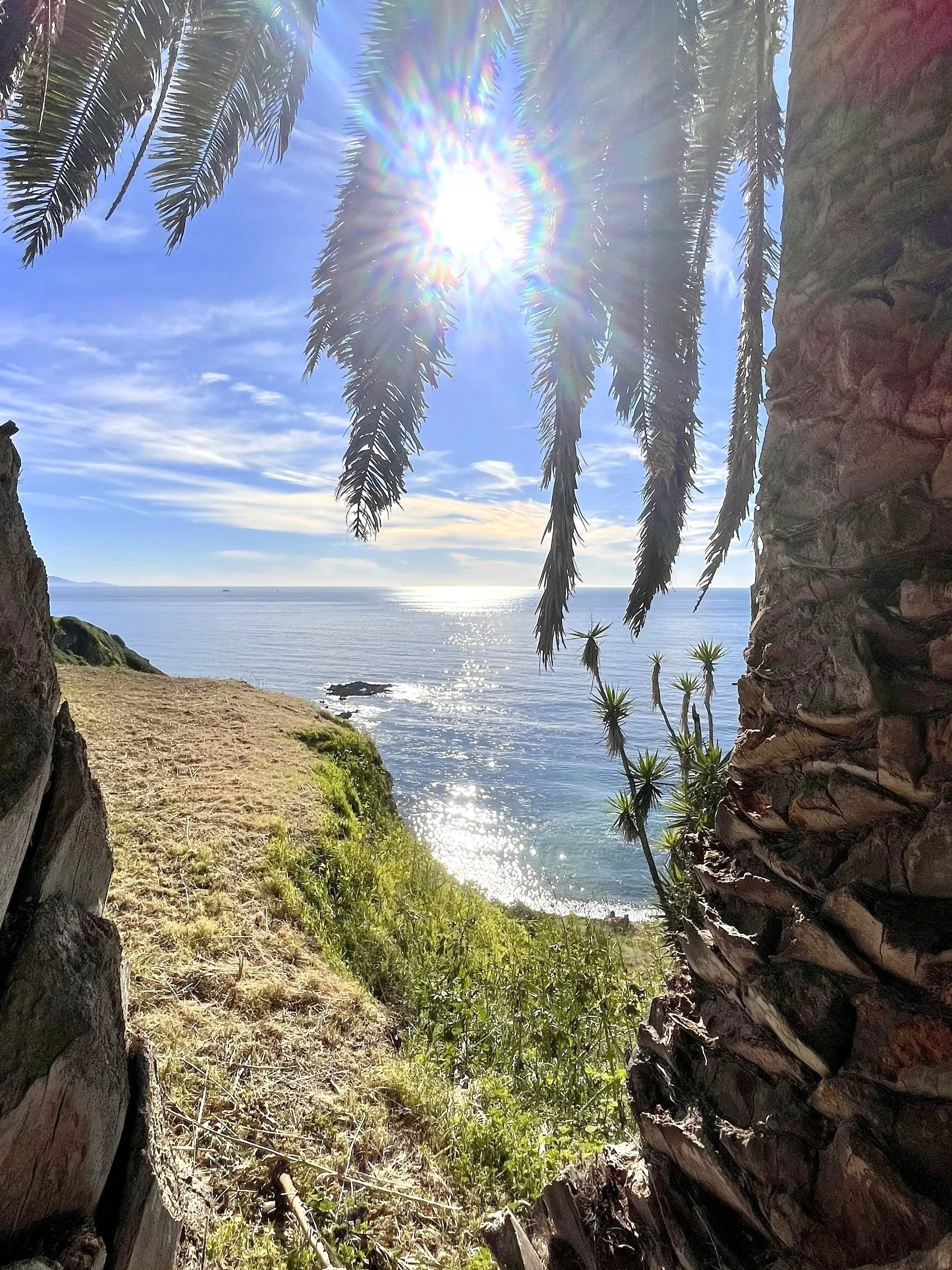 Palm Trees of Christmas Tree Cove, Palos Verdes