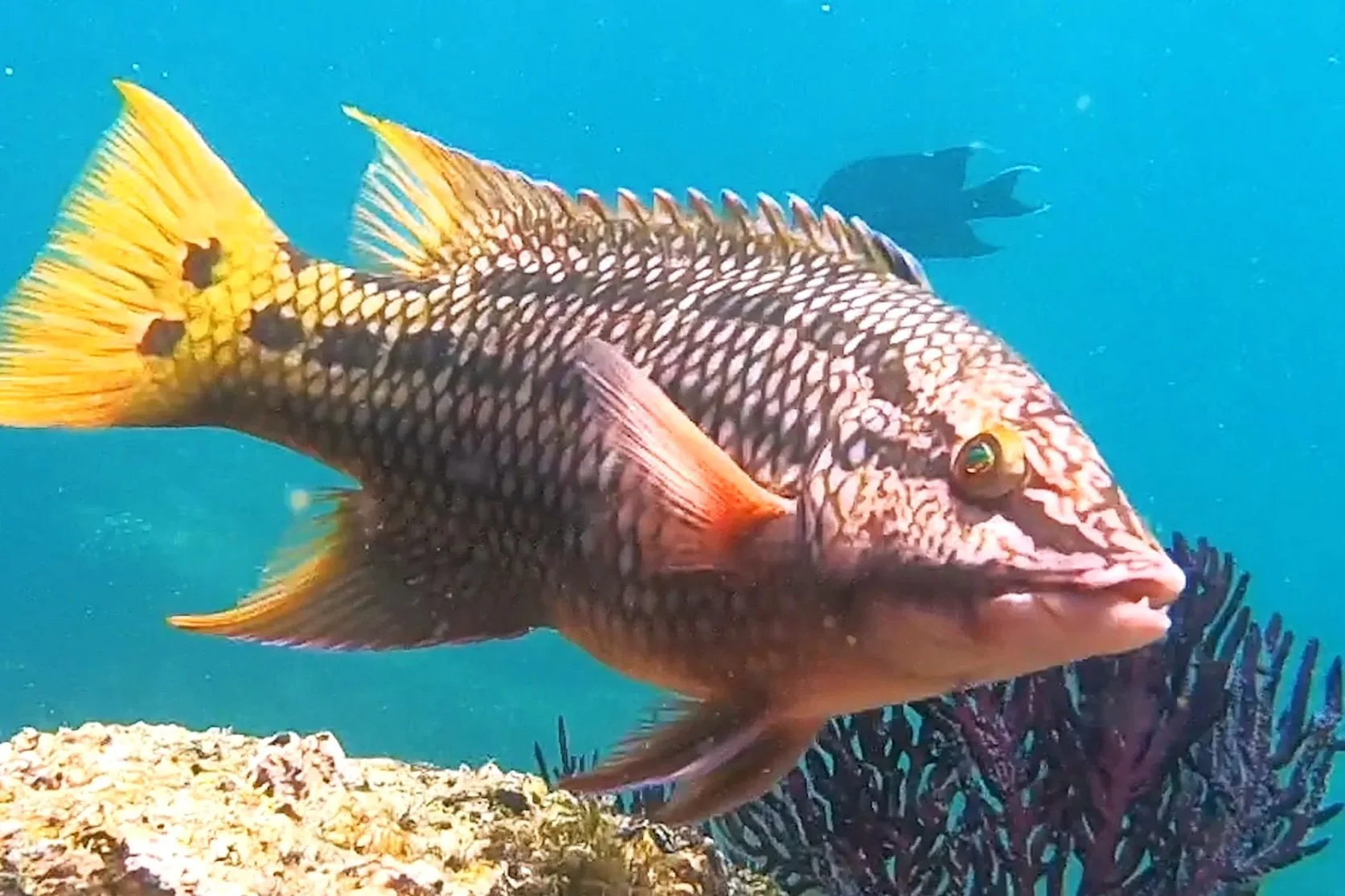 Mexican Hogfish of Cabo San Lucas Mexico