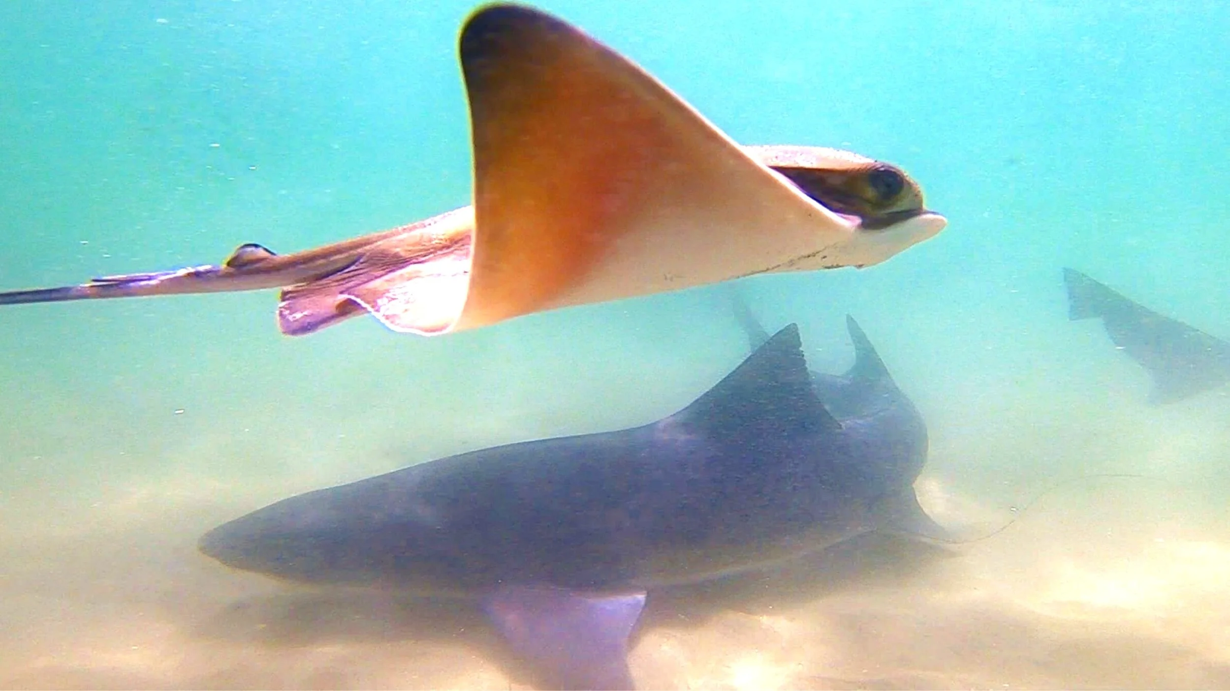 Leopard Shark of La Jolla Shores, California