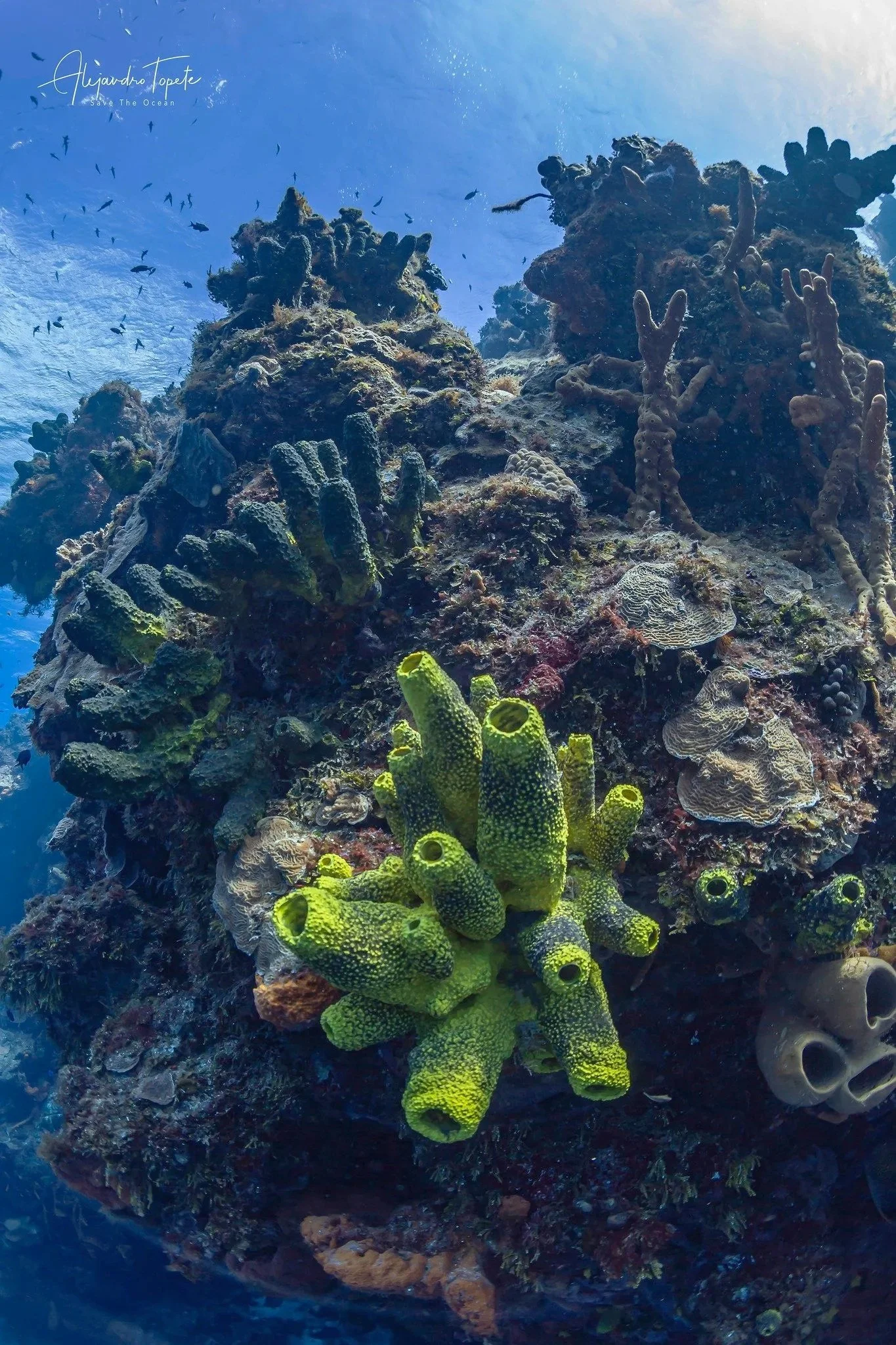 Sponges of Cozumel, Mexico by Alejandro Topete