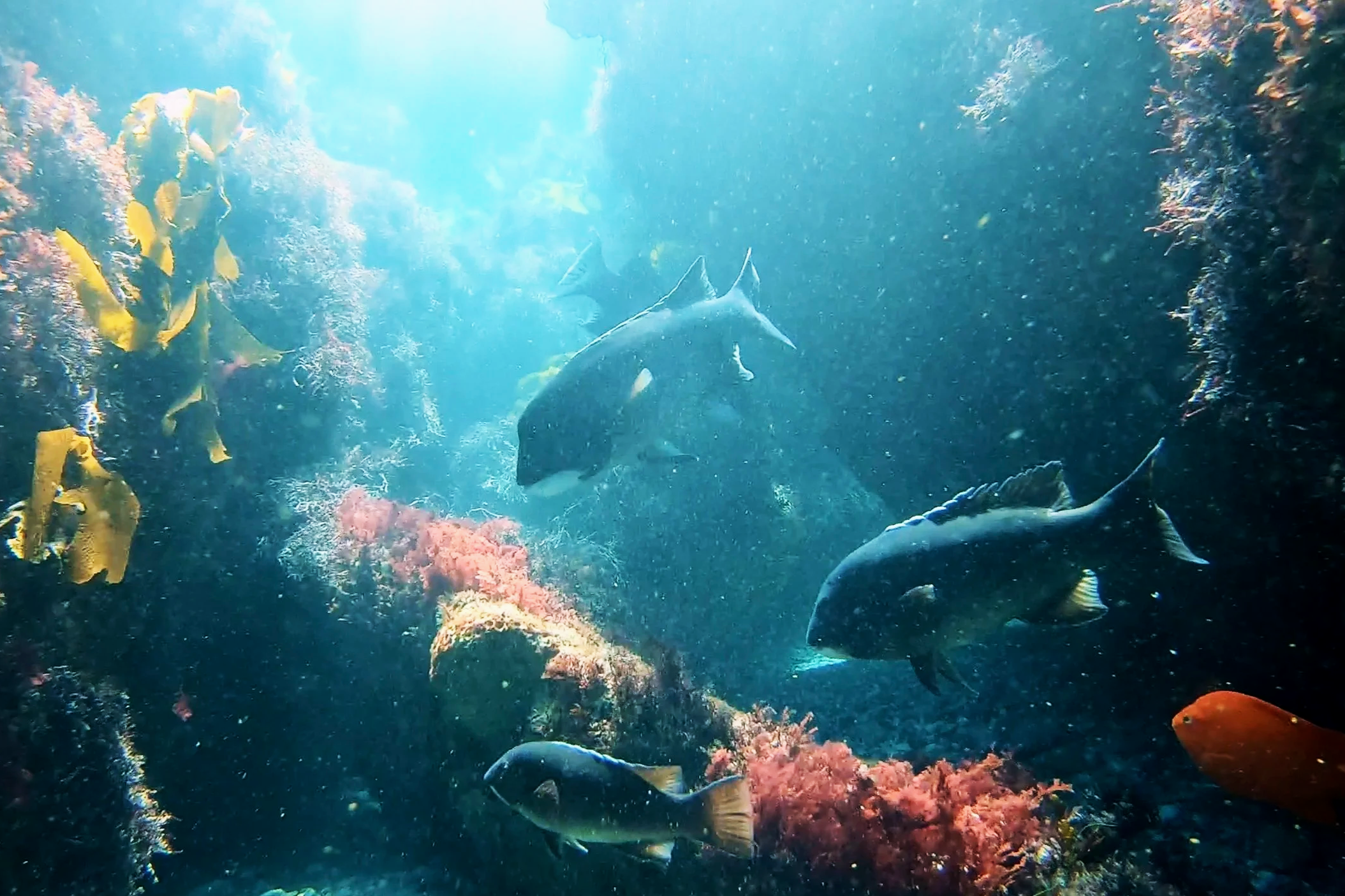 Snorkeling Diving Laguna Beach with California Sargo