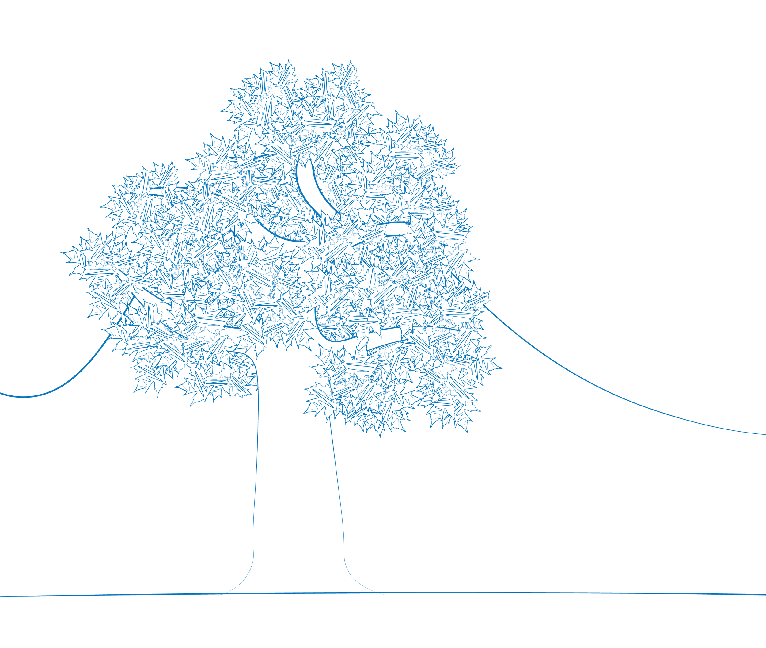 Line art drawing of a maple tree.