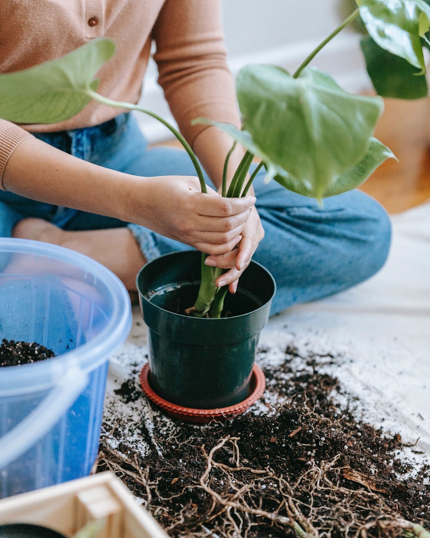 what keeps you calm and grounded? ⁣
comment below 🌱🧠✨⁣
.⁣
.⁣
.⁣
.⁣
#selfcare #groundingexercise #cbdforanxiety #anxietyrelief #stressrelief #cbdheals #plantmom #plantdad #inspiredbynature #homegardening