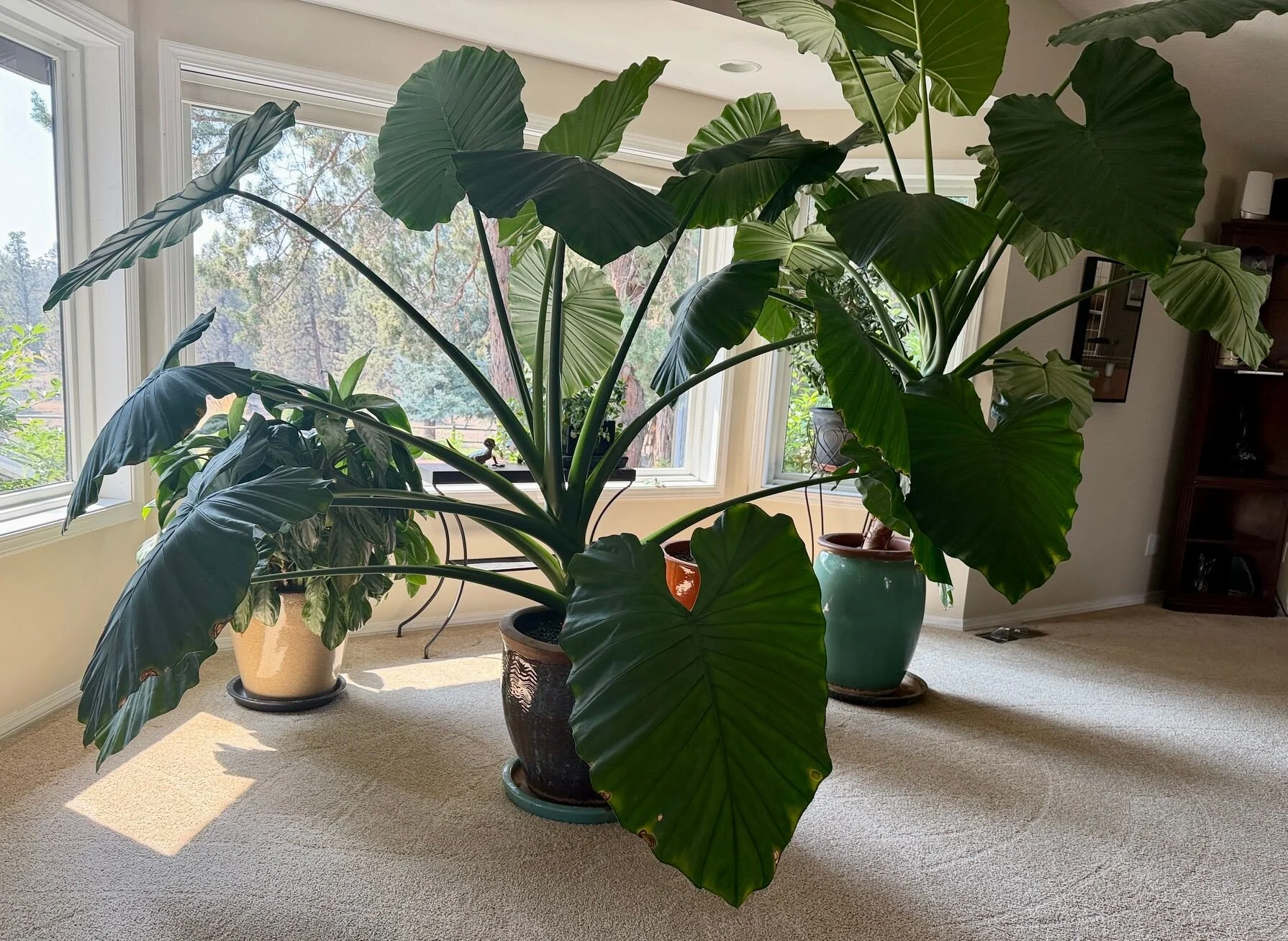  Third Prize &middot; 2026  Jeff Bowman  Jeff Bowman showed off his enormous indoor plants in a collection of some of our larger pots. That's some green thumb you have, Jeff. Nice shot! 
