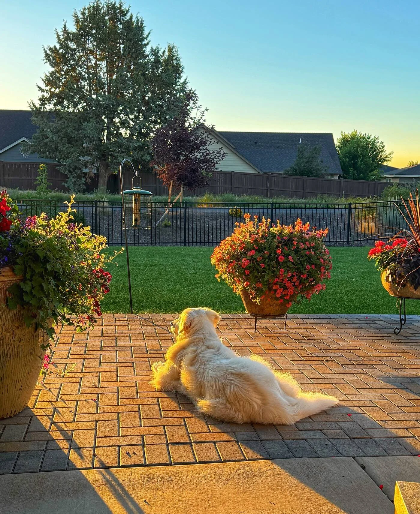 Third Prize &middot; 2026  Sherry James  Sherry James used the honey-gold afternoon sunshine to soften her delightful composition. Showcasing her big, colorful plantings in some of our rustic-glazed outdoor planters, her fluffy guard dog looks so ha