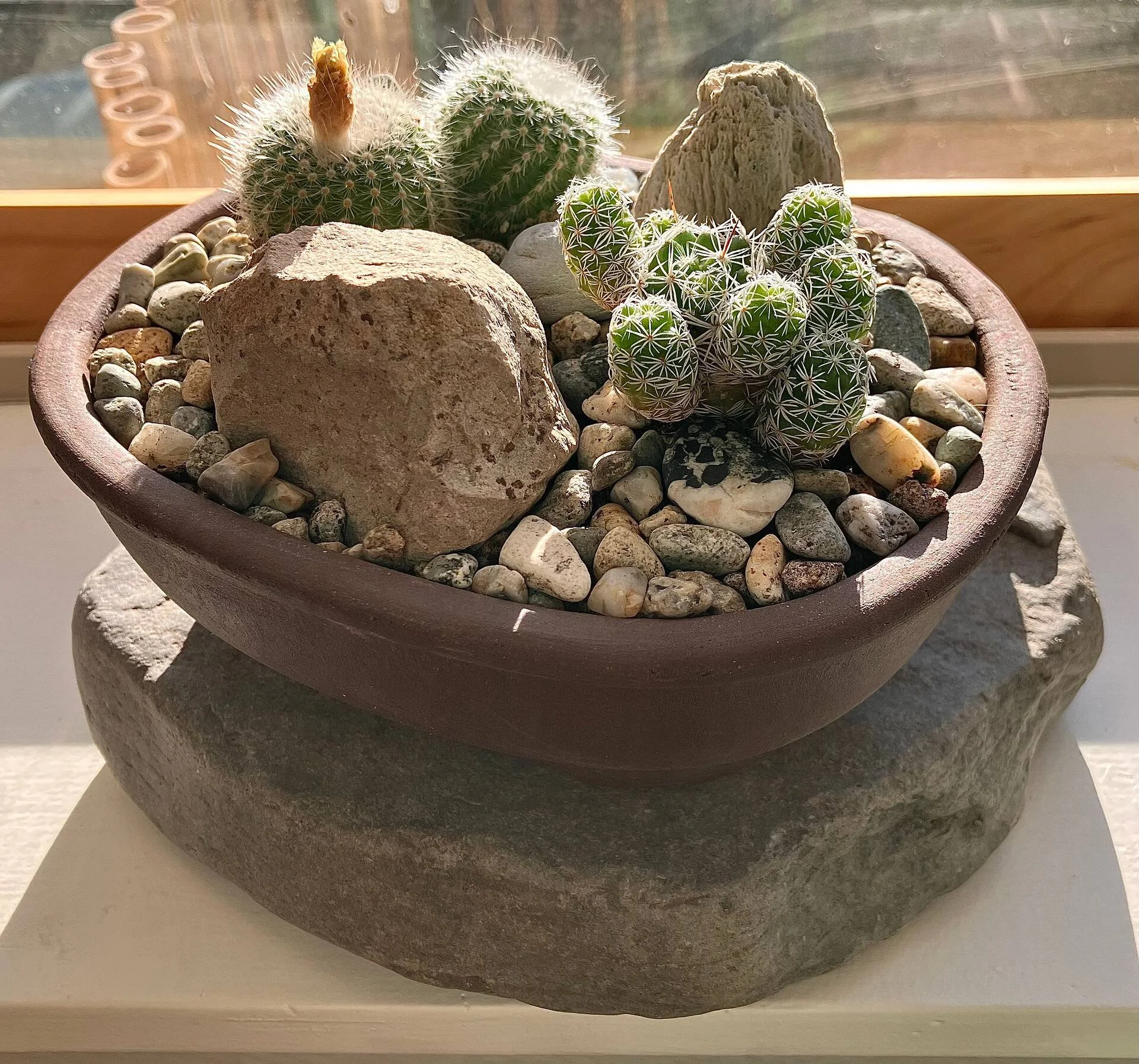  Second Prize &middot; 2026  Jon Uran  Jon Uran's potted cacti garden looks so cozy and happy in one of our rough, purple clay "bonsai" pots from Yixing. The lighting and composition of the photo are just right. Fine work, Jon! 
