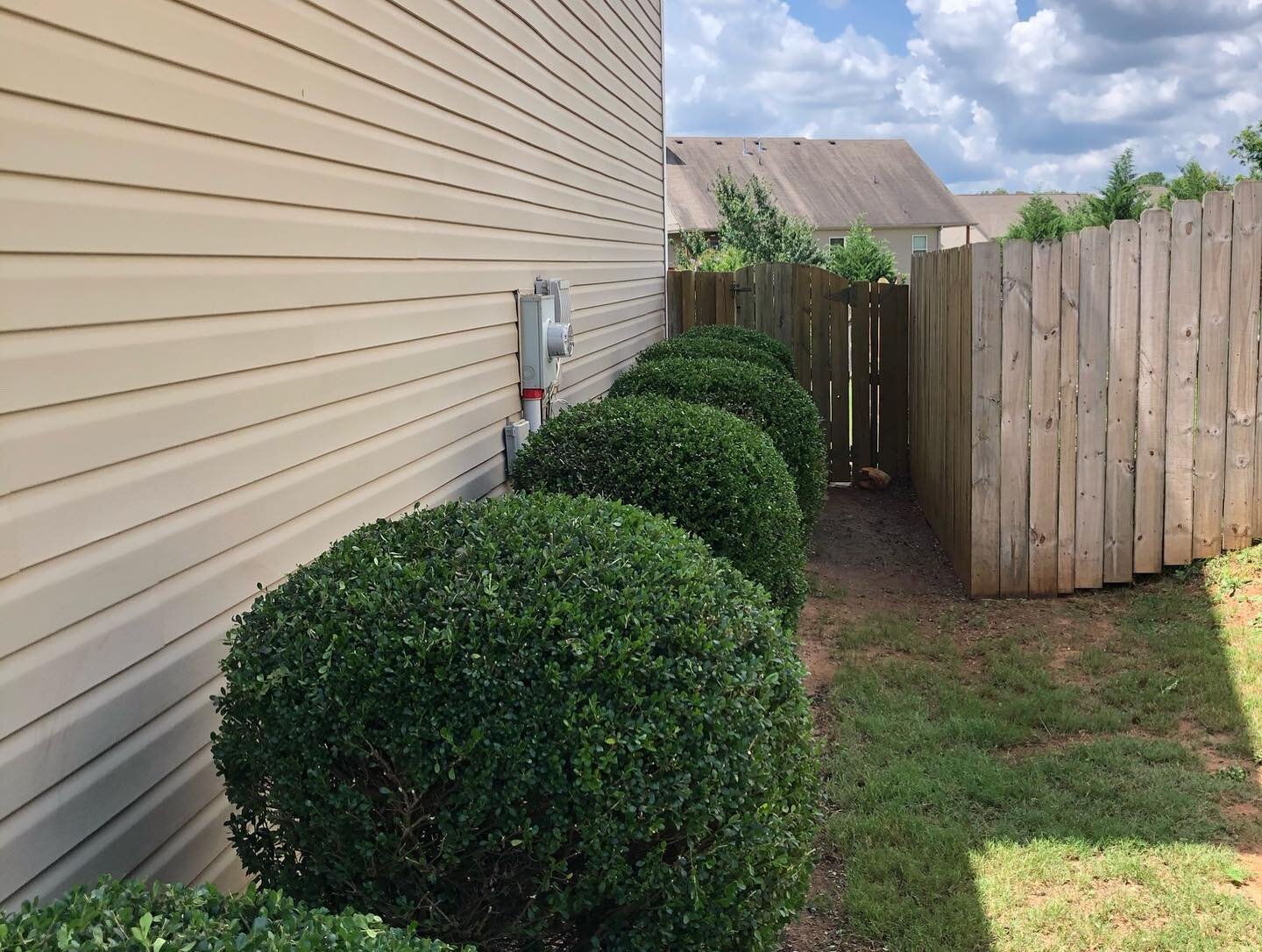 SHRUB TRIM:

Sometimes all that&rsquo;s needed is a little trimming