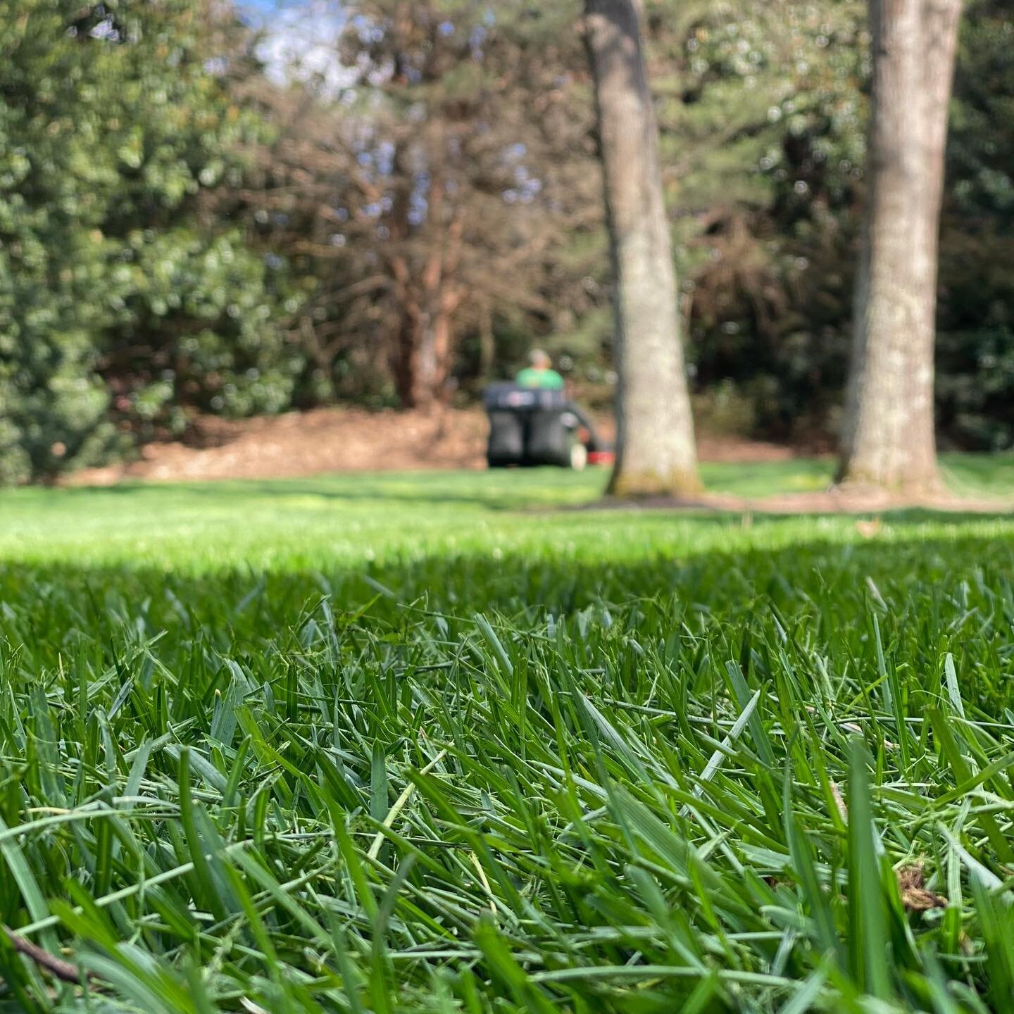 LAWN MAINTENANCE:

With growing season around the corner, we are looking forward to warmer days and striped fescue!
