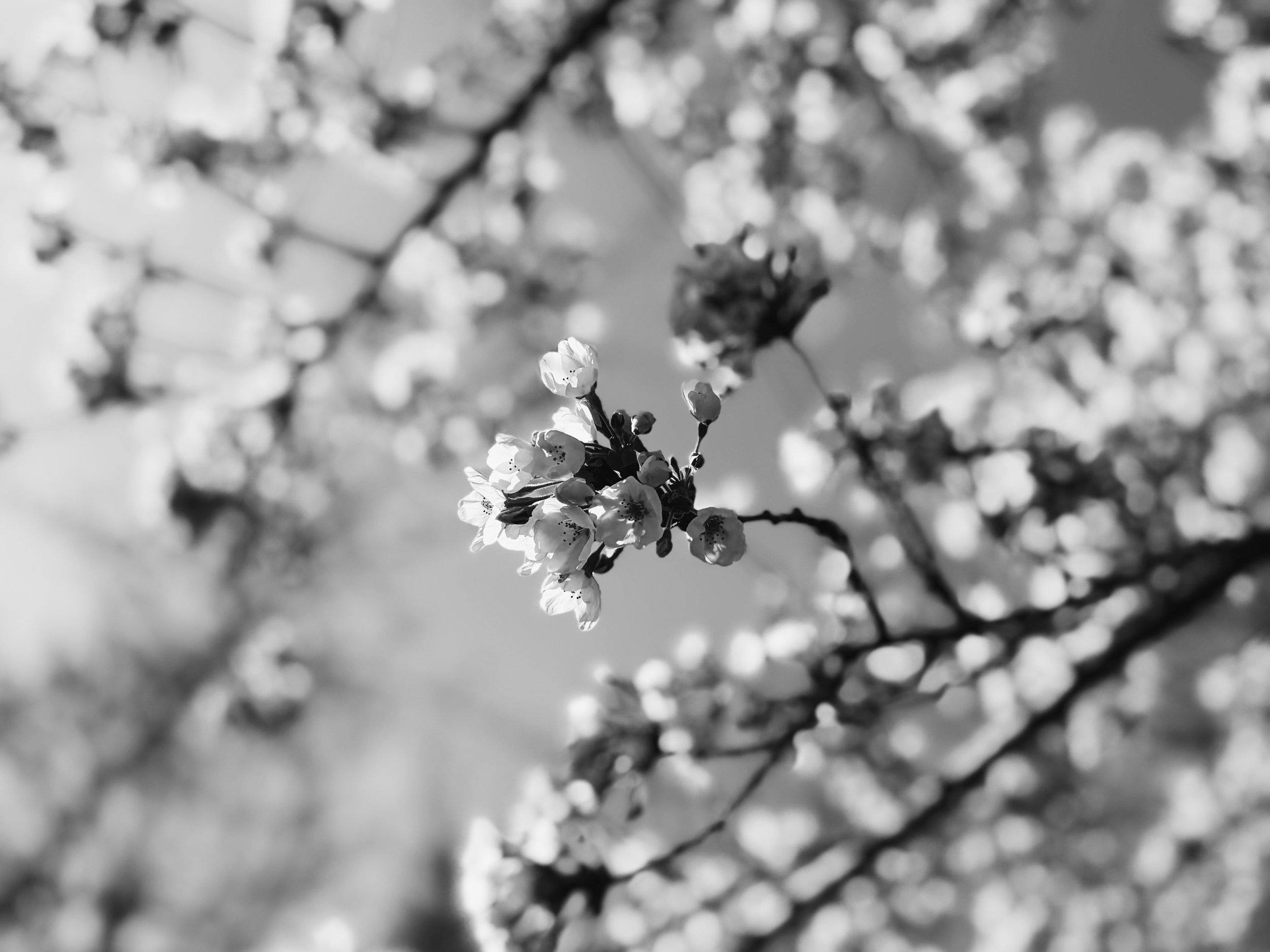 The Wrestle and the Dance