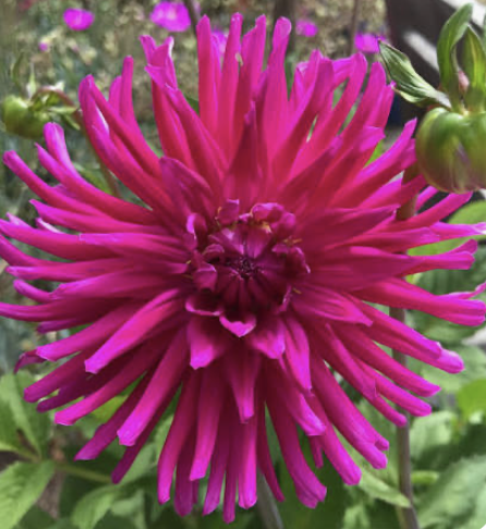 Official Flower of San Leandro