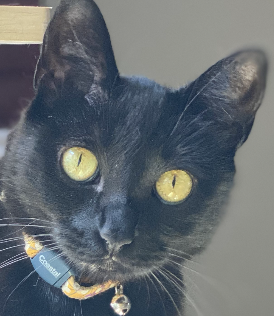 Black Cat Revolution