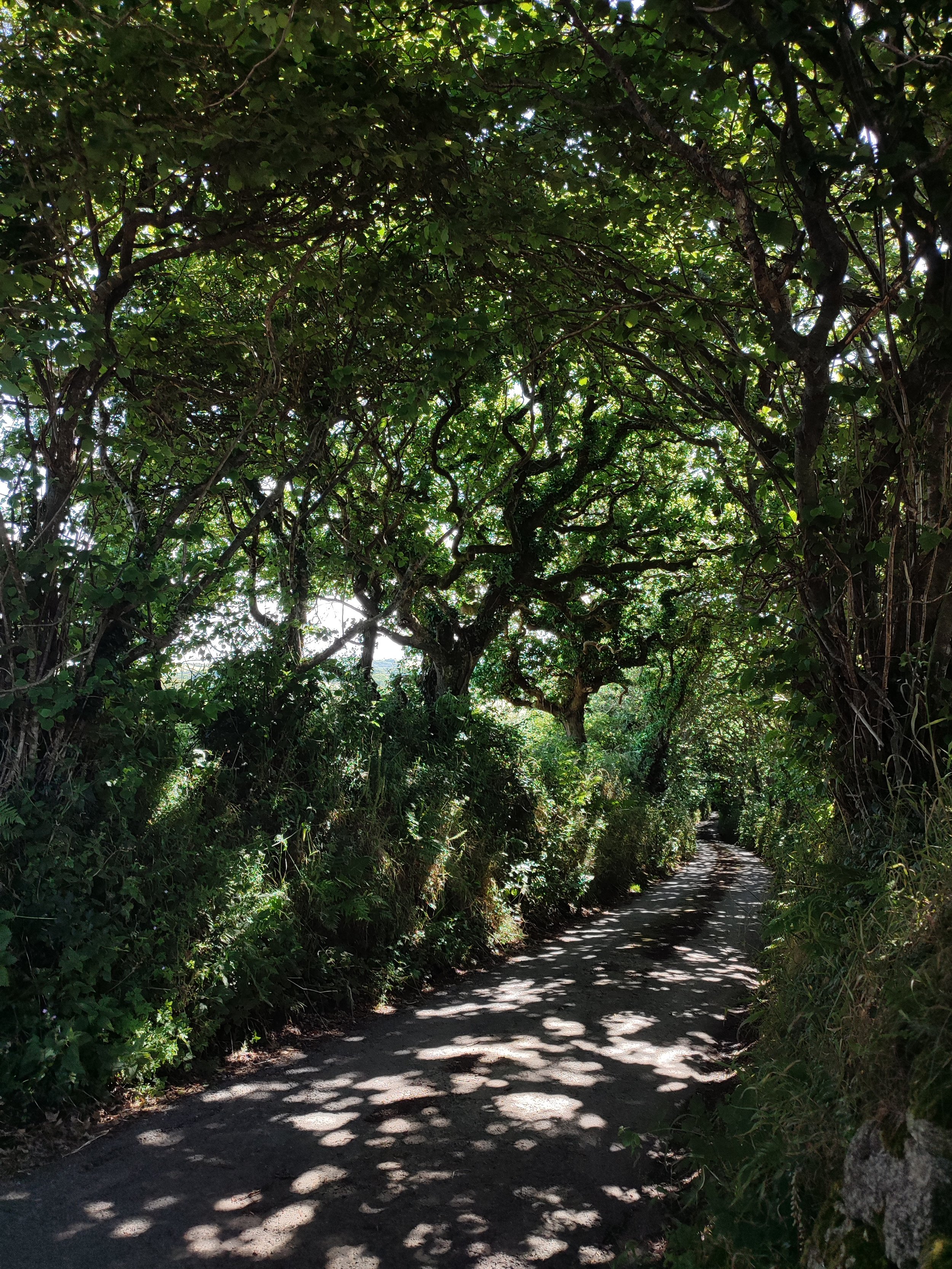 Hazel Tree Road Cornwall.jpg
