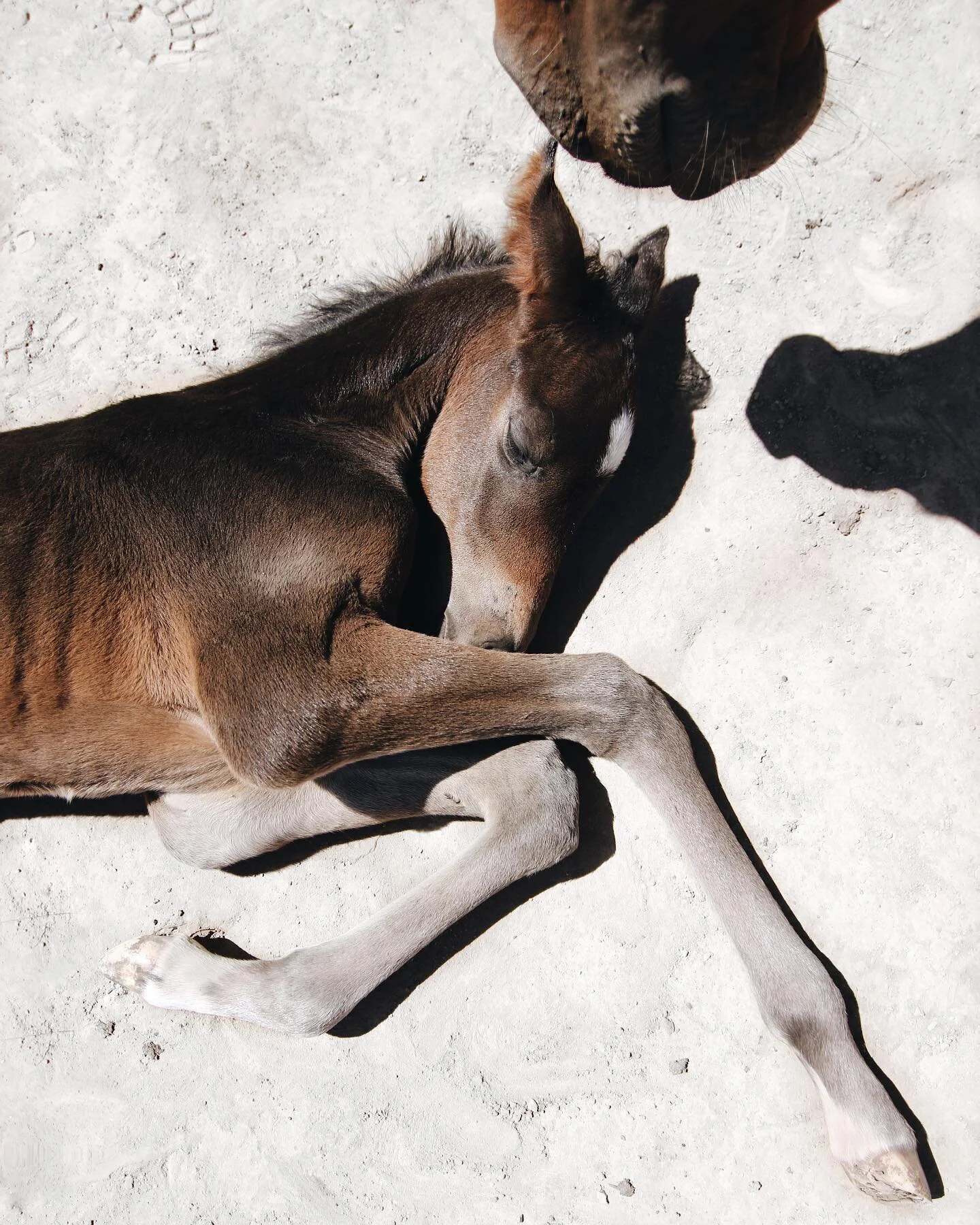 Just a photo of baby Nina to kick start your week! #happymonday 🤍