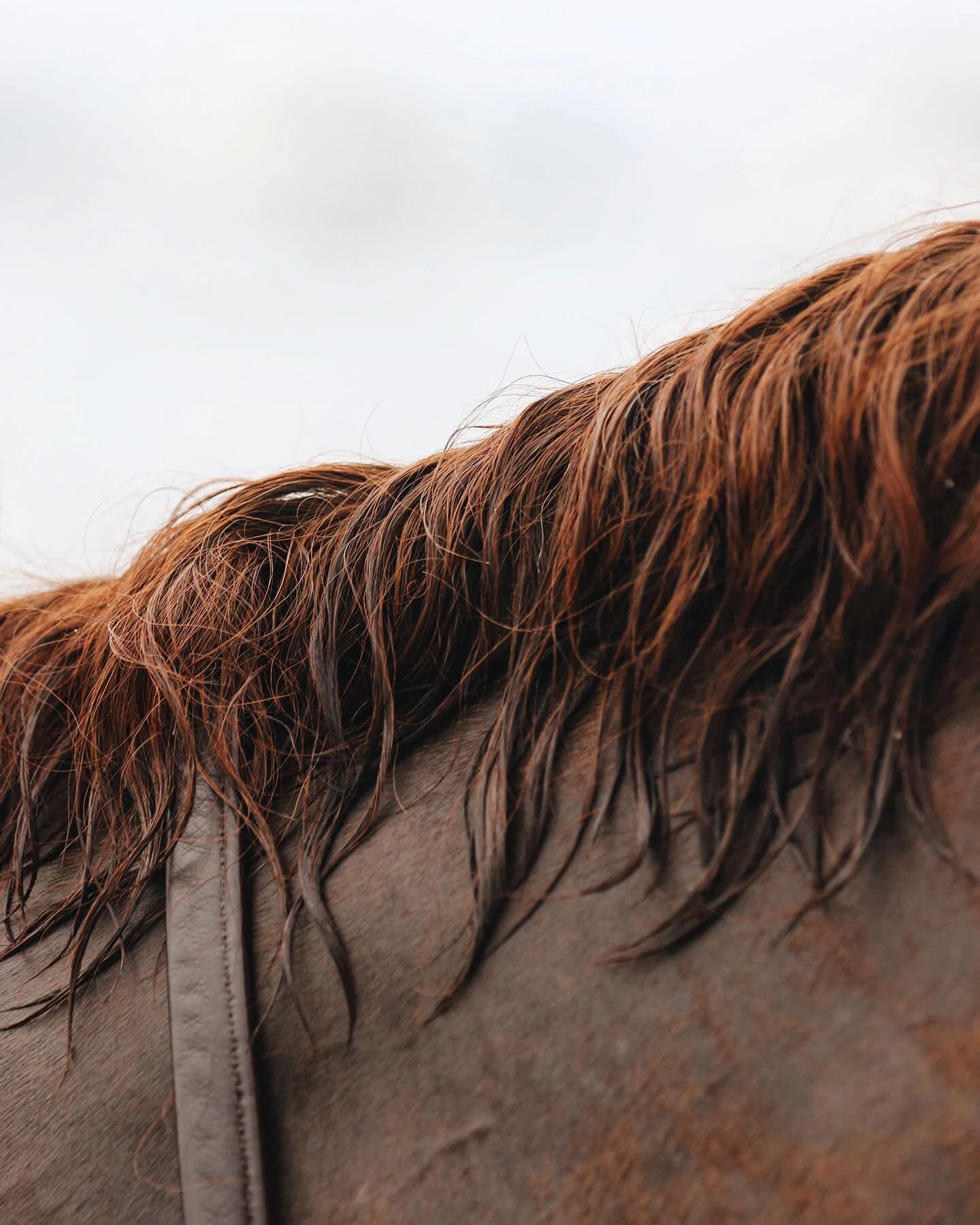 3 days in lockdown finished - it was definitely more eventful with horses, foals and never ending jobs. I feel for those parts of the country that were in lock down a lot longer than 3 days and those all around the world in isolation 🤍