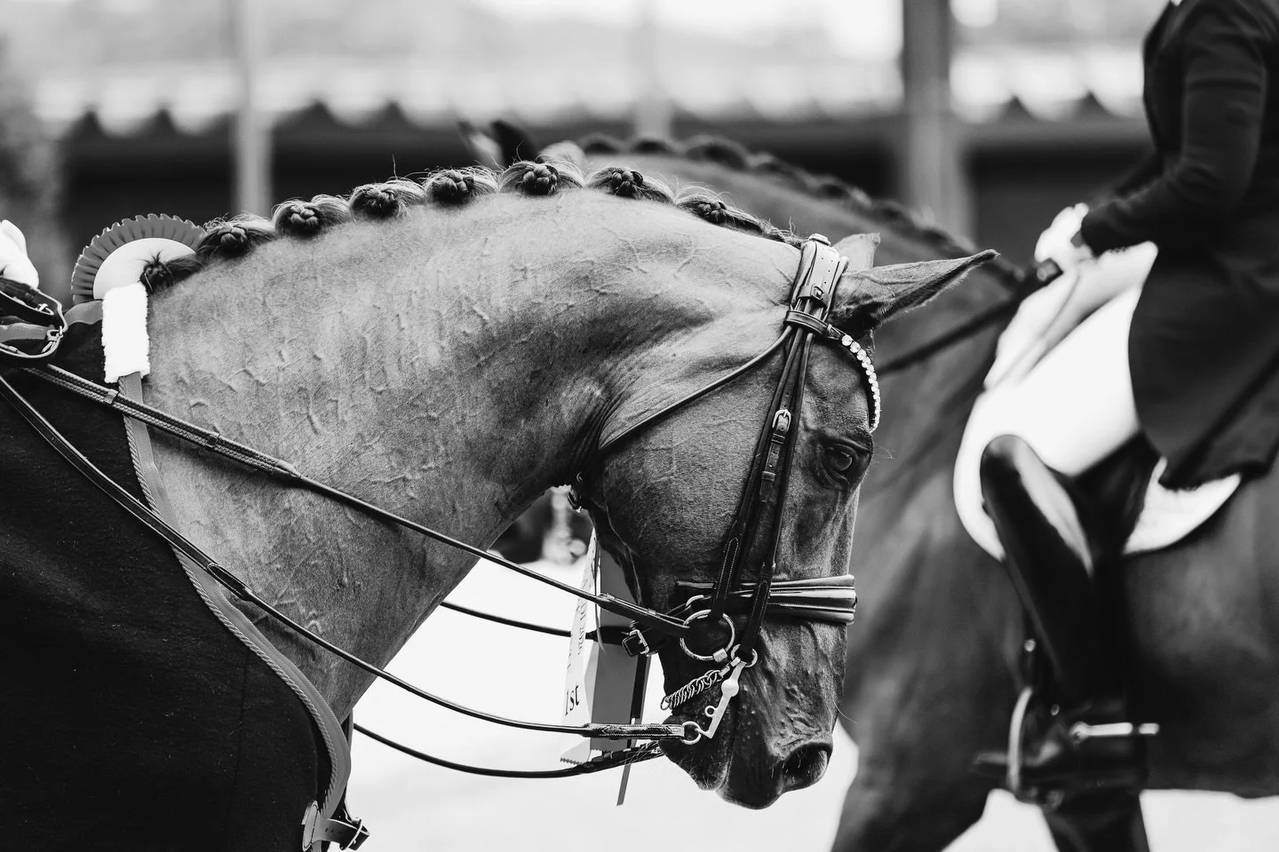 ✨🏆 Moments @willingapark 

#dressage #dressagehorse #dressagehorsesofinstagram #dressagecompetition