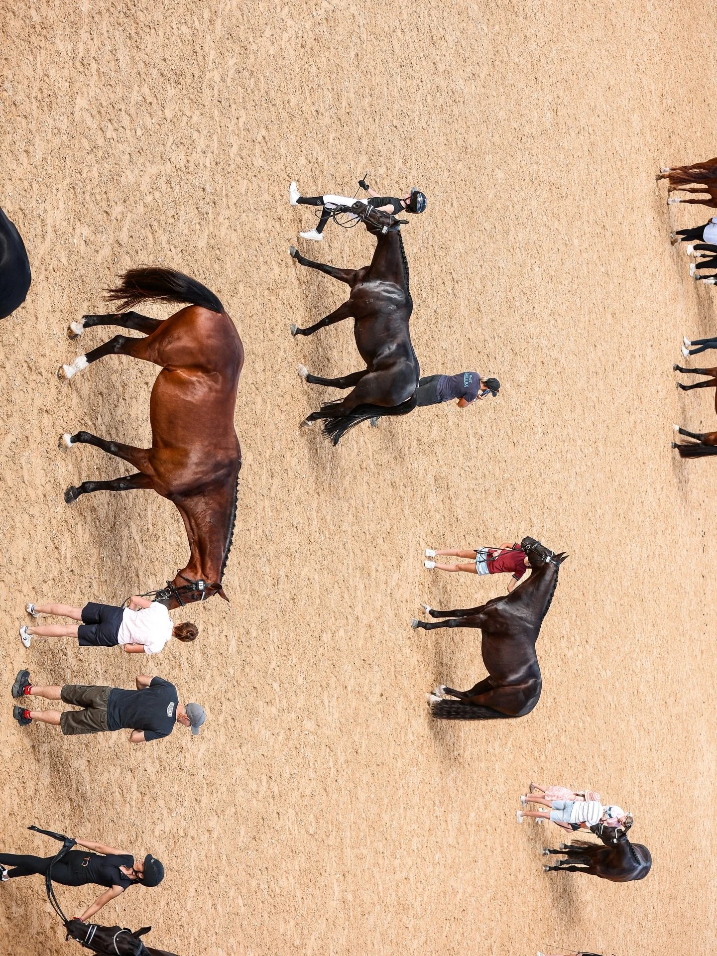 Dressage By The Sea - 2026 ✨ @willingapark 

#dressage #dressagehorse #dressagehorsesofinstagram #dressagehorses #equestrianphotography