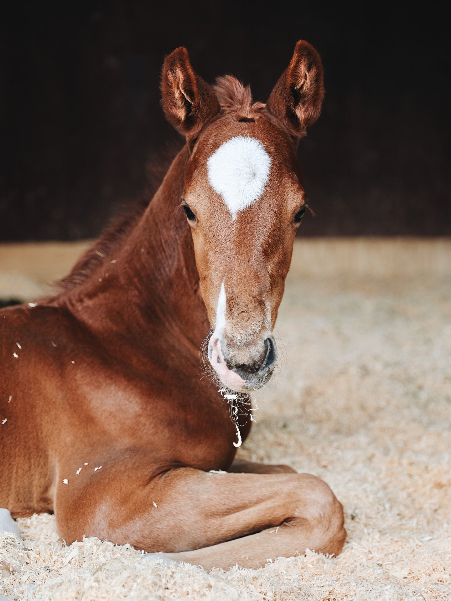 The best time of year! #tistheseason 🐴✨

&mdash; From the archives @thepinesdressage 
#foals #foalsofinstagram #foal #foalseason