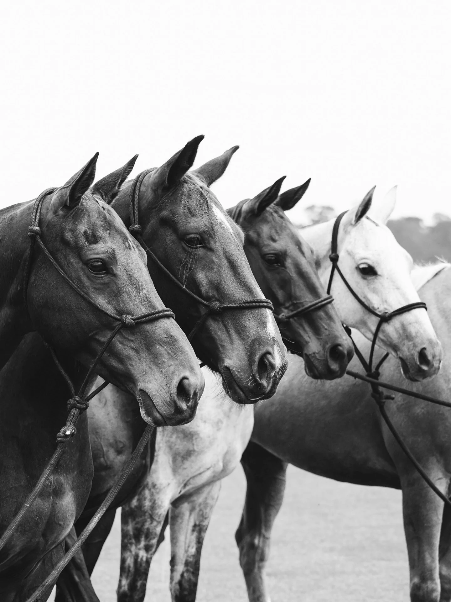 POLO PONIES @larapintaequestrian 🌴

#polo #poloponies #polohorse #larapintaequestrian #polohorses #horse #horsesofinstagram