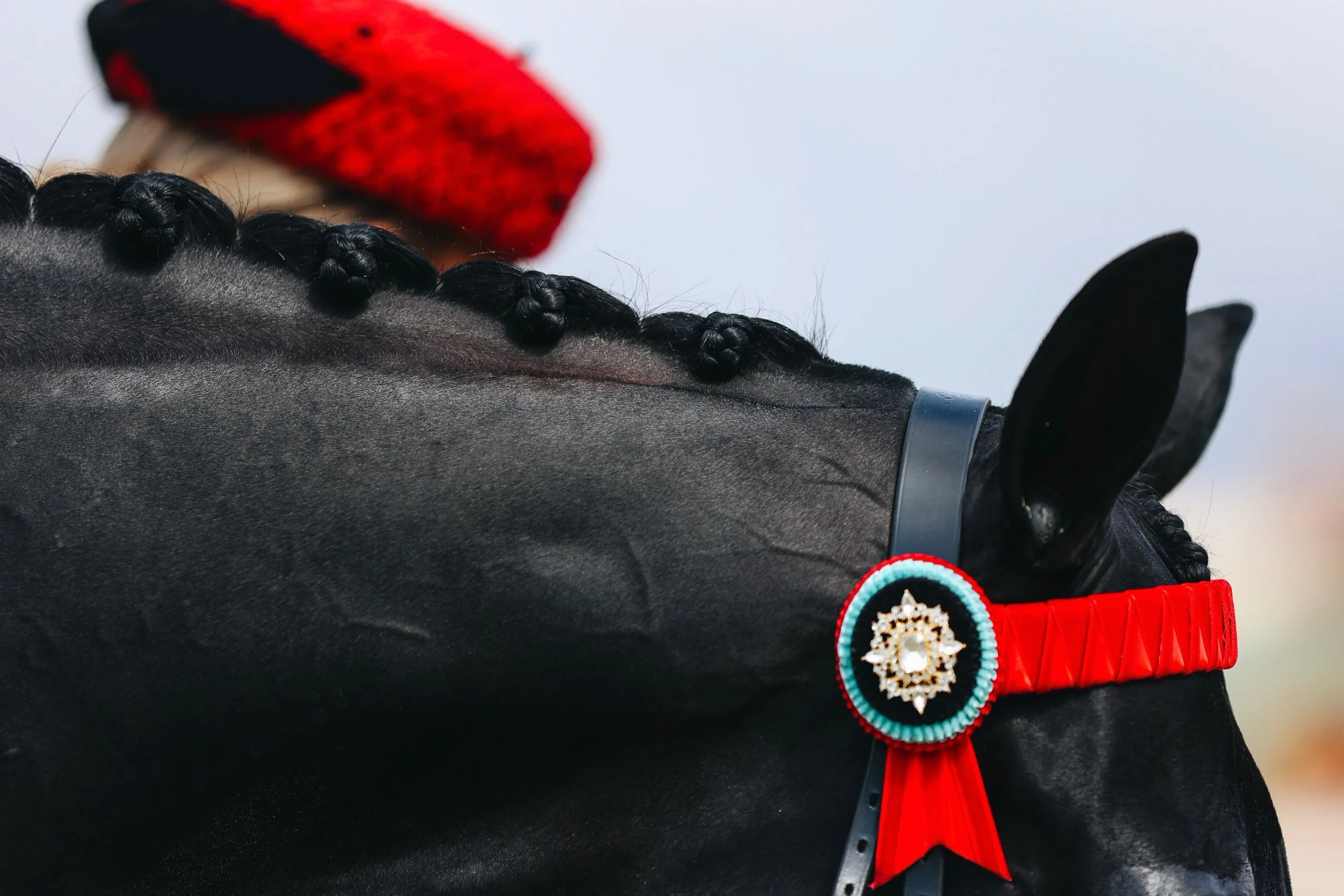 The details!!! ✨ &mdash; &lsquo;Antino&rsquo; 

#thoroughbreds #thoroughbred #showhorse #racing #horse