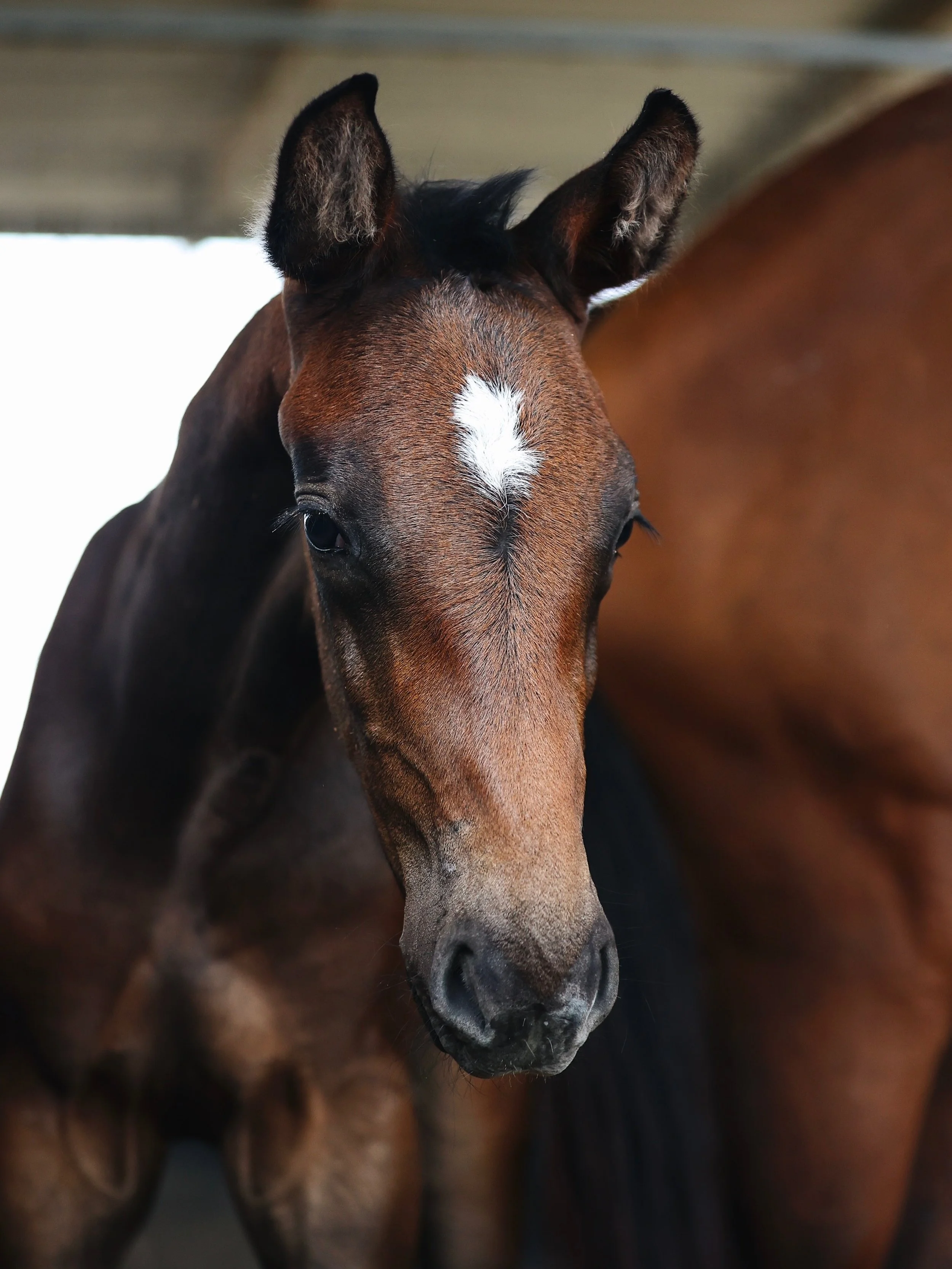 My favourite kind of season is officially here. 🤎
#FoalingSeason