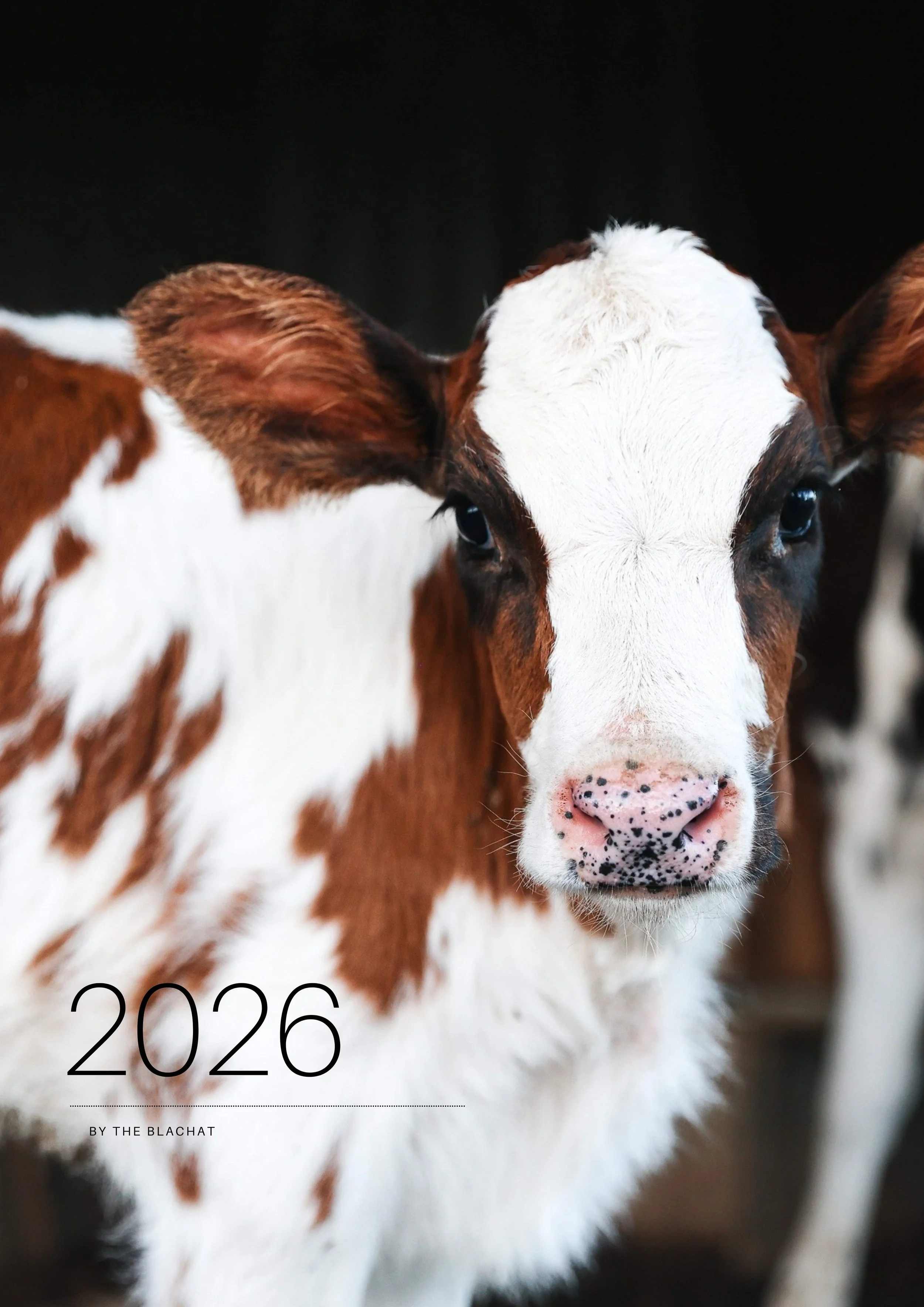 2026 Cow Wall Calendar