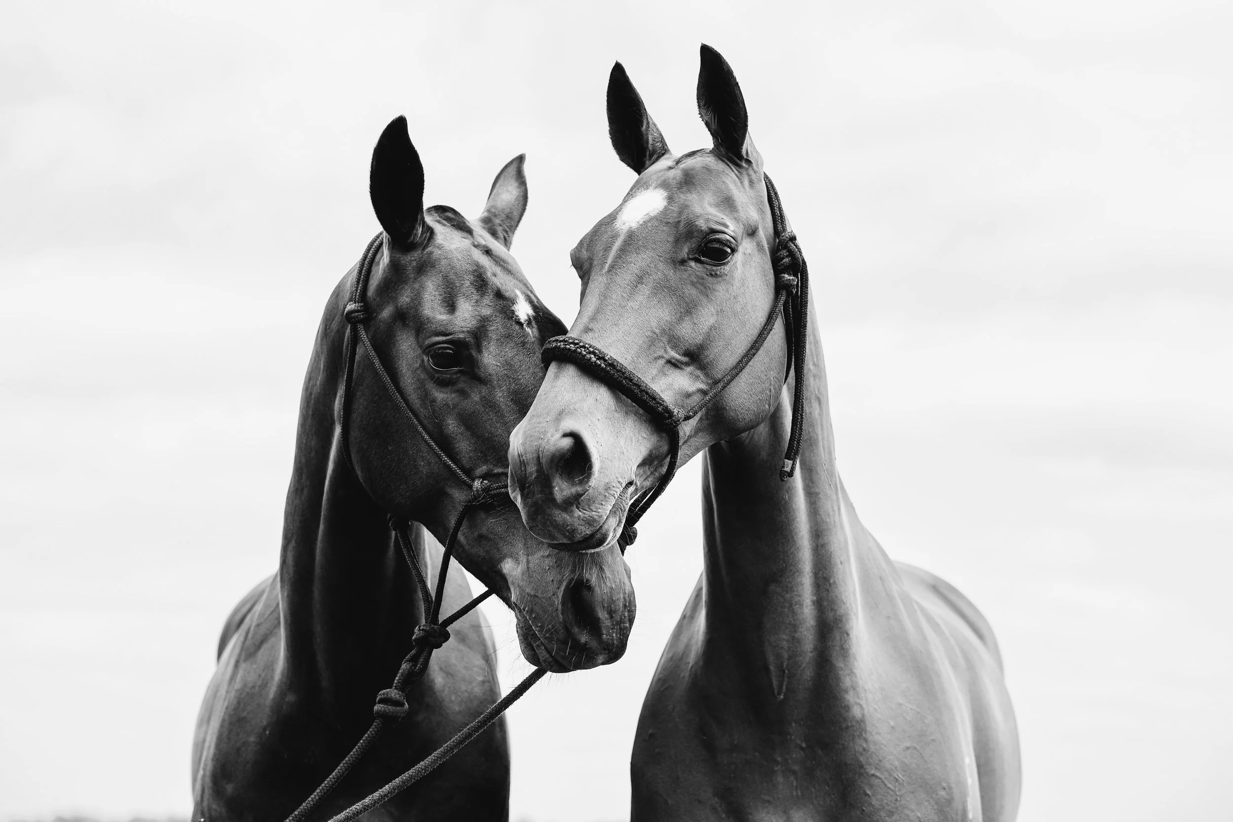 8DC04D00-C878-416E-A448-9860E0228FB0 2.JPG (Copy)