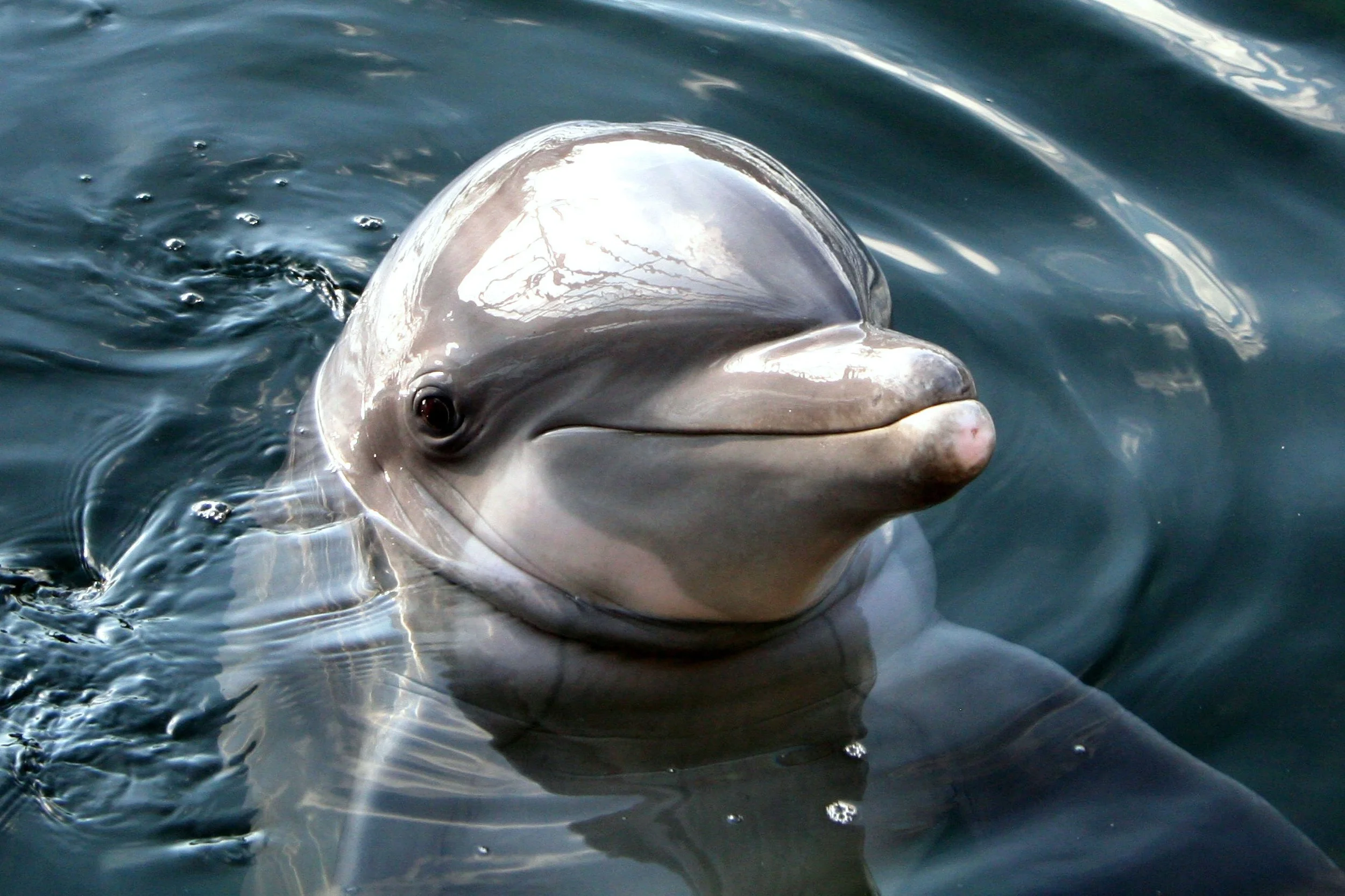 Ketamine, Consciousness, and John C. Lilly