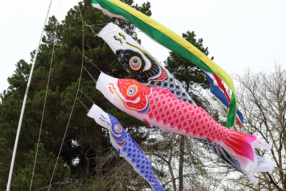 Koinobori (carp streamers)