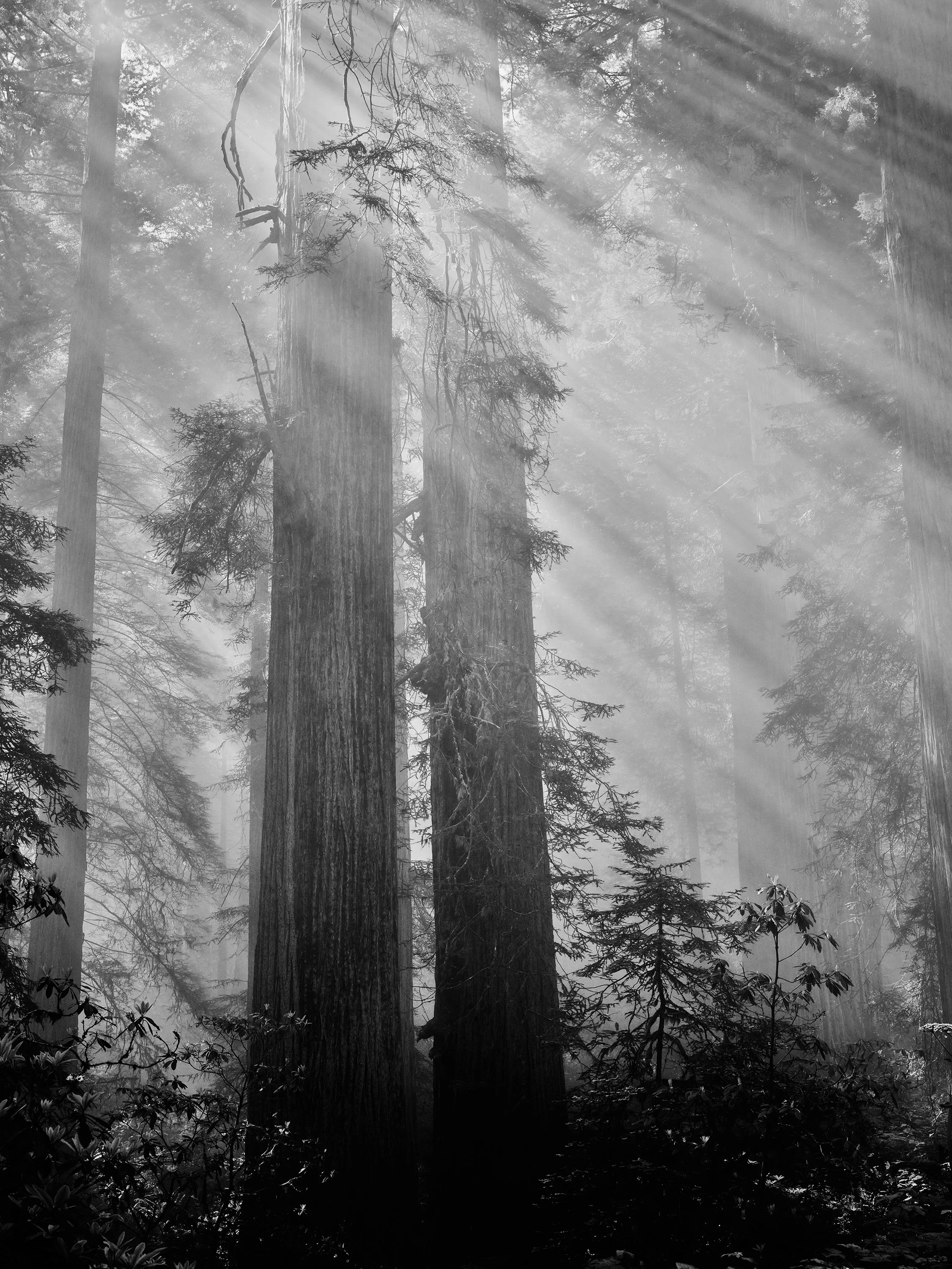 Amongst the Giants, Redwood National Park
