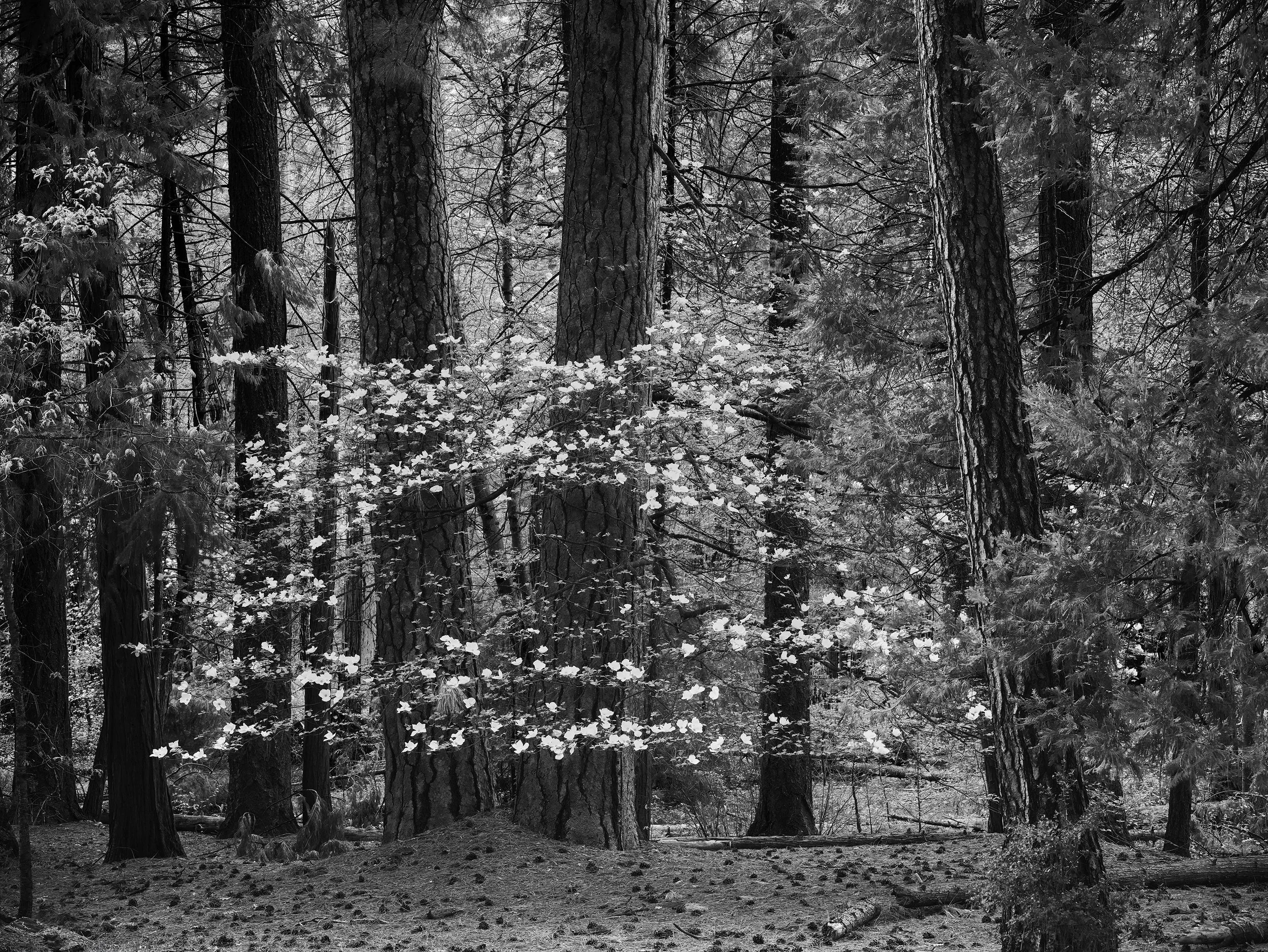 Floating Lace, Dogwoods, Yosemite National Park