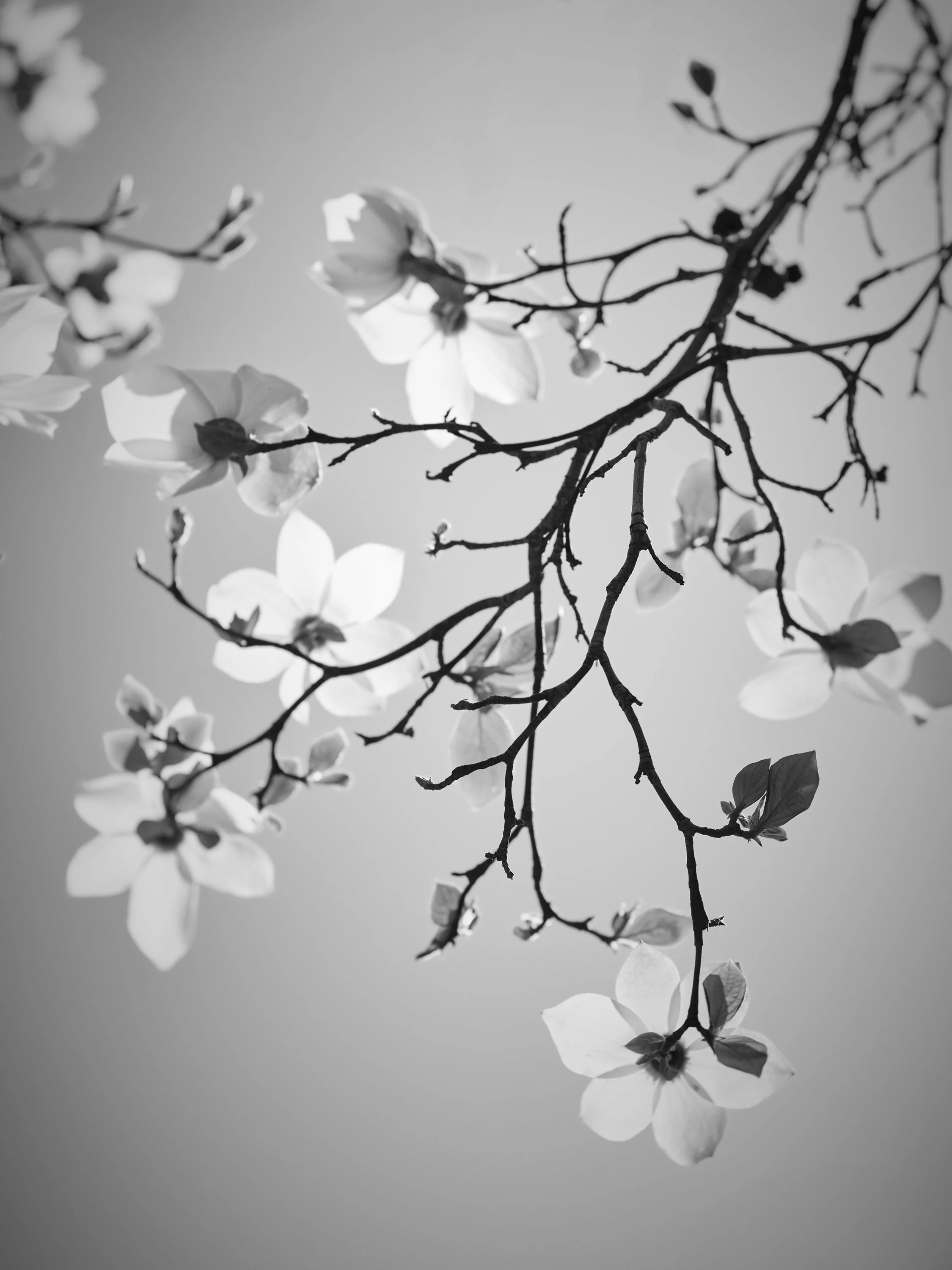 Essence of Spring, Dogwoods, Yosemite National Park