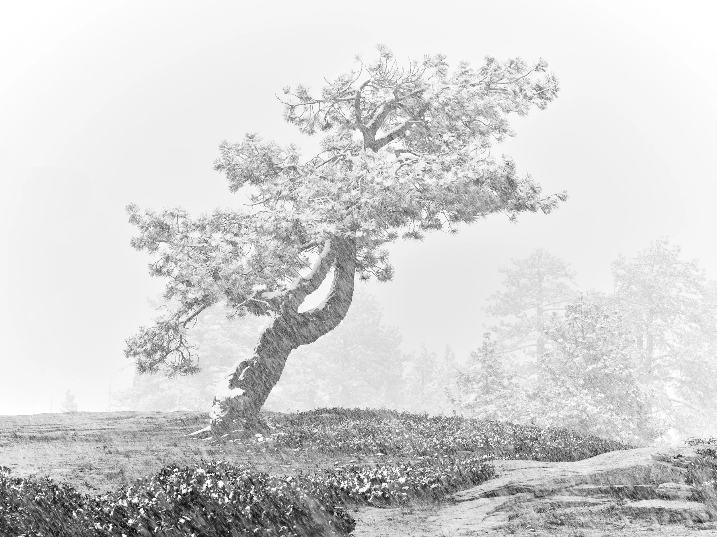Juniper Snowstorm, Yosemite National Park