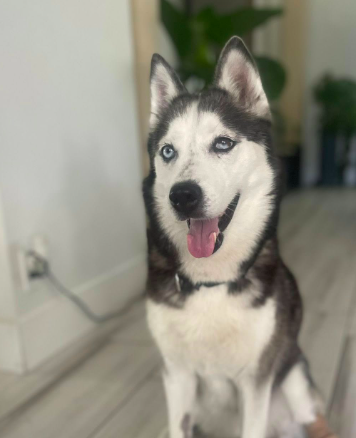 Screen Shot 2025-05-09 at 5.43.51 PM.png