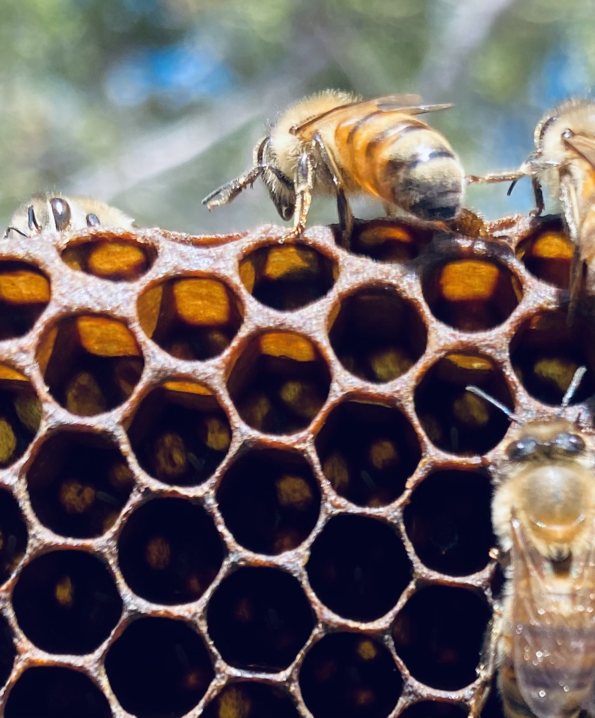 Bee Apprentice 2026. Secure your spot with the initial deposit.