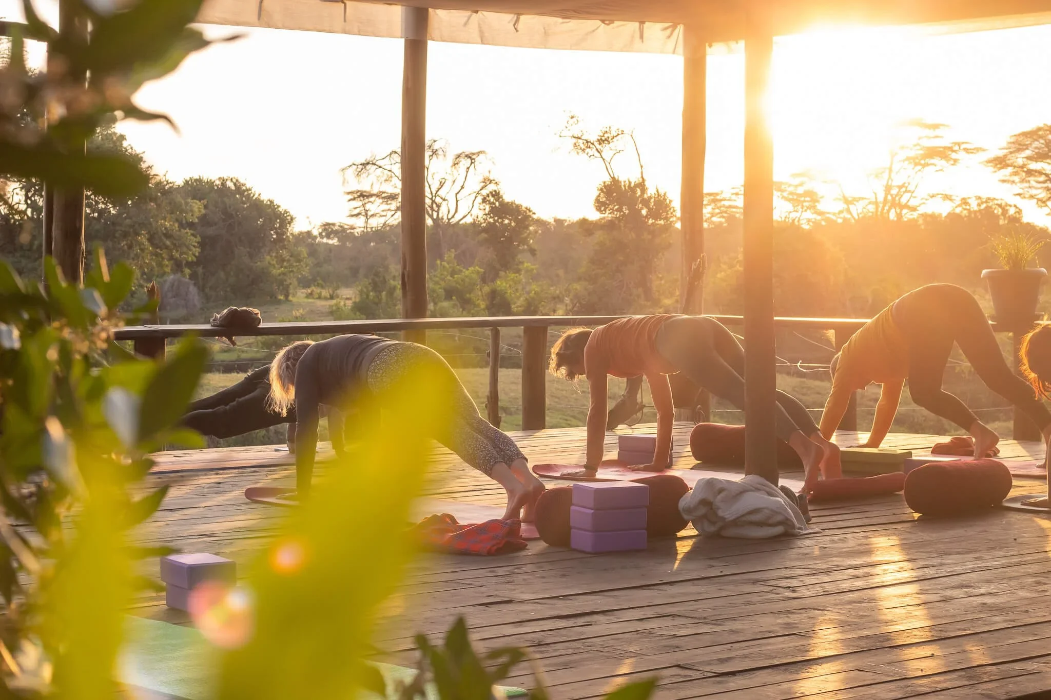 WILDLIFE & YOGA