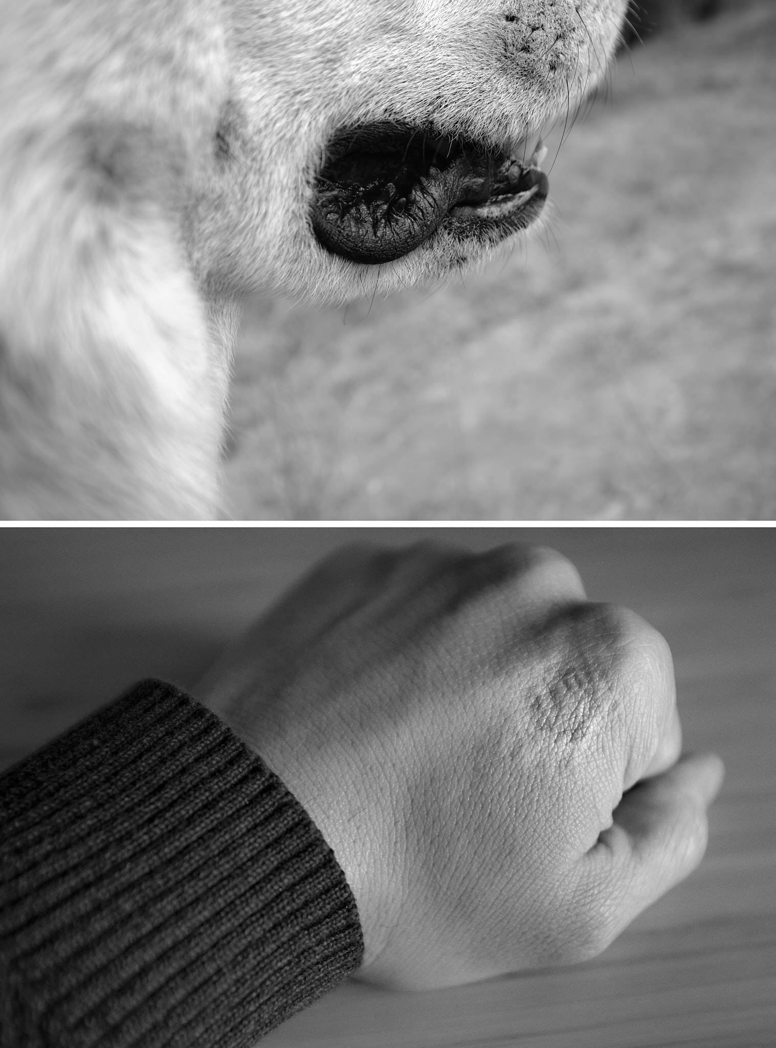 Dog and Hand_fernandorodriguez_nov 03 2022.jpg