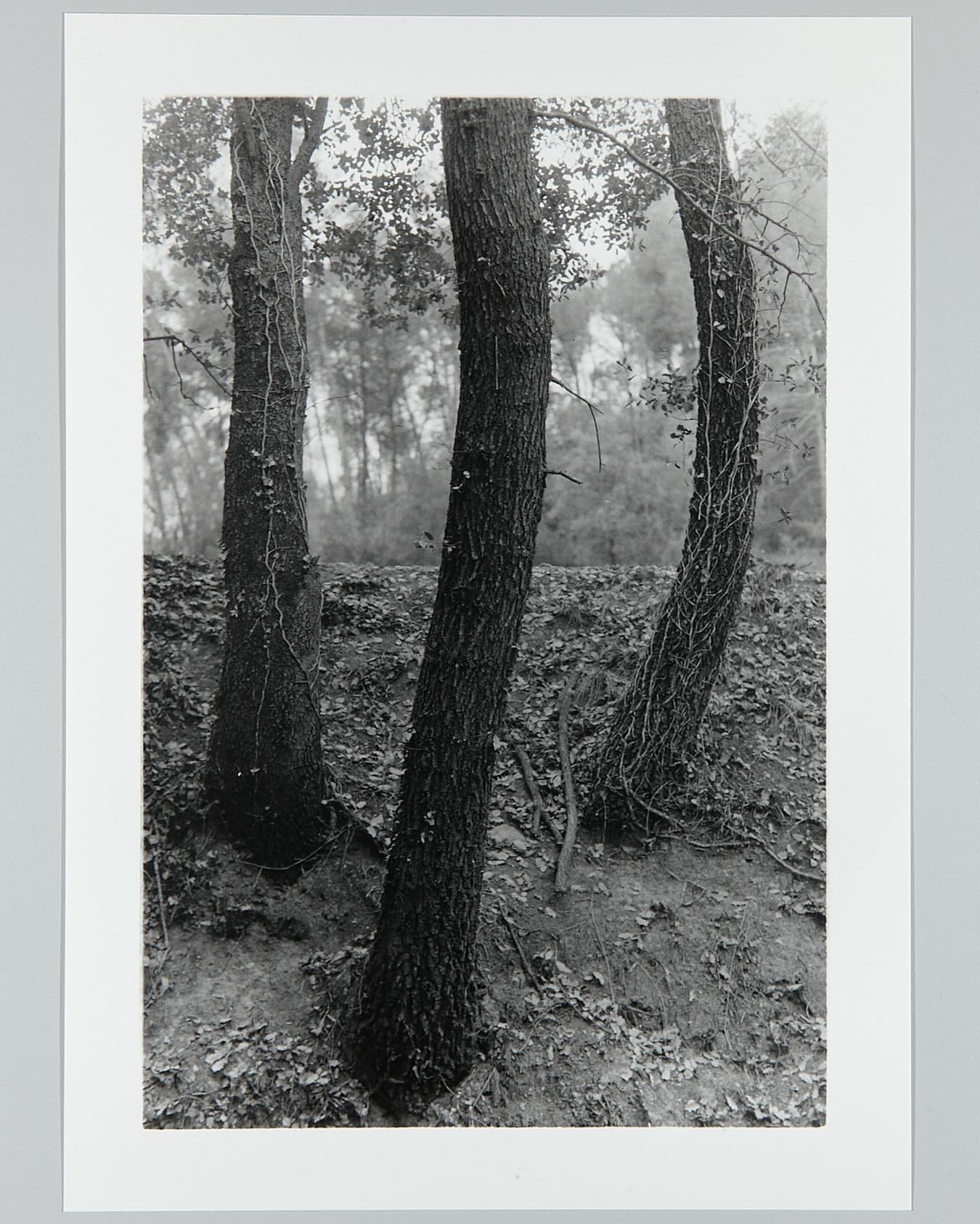 #treethrees#curves#subtlemovement#emergin#hydra#forms#figures#analogphotography#printedphotograph#filmphotography#ilfordfp4plus#splines#phantasmagoric#ghosts#creatures#subtle#quietly#menace