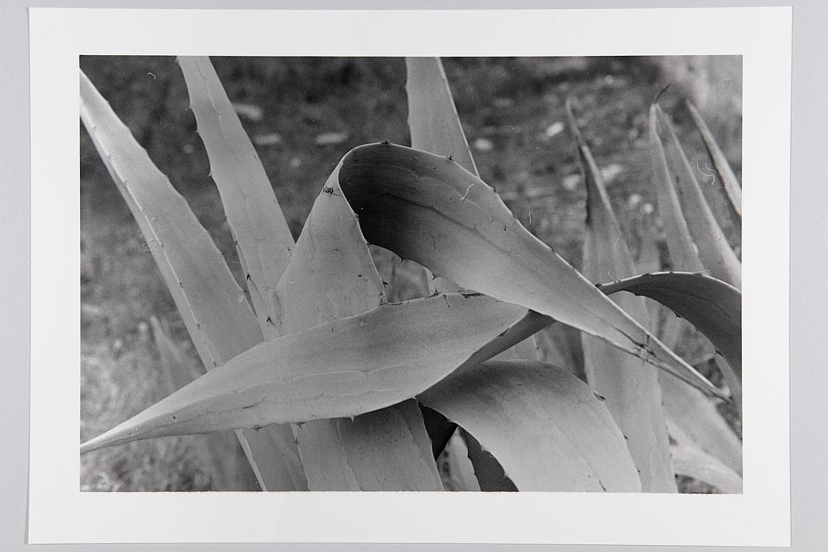 #filmphotography#mimic#natureforms#analogprint#analogprinted#printedphotograph#ilfordrc#natureforms#fotograf&iacute;aanal&oacute;gica#fotograf&iacute;aanalogica#fotografiadeautor