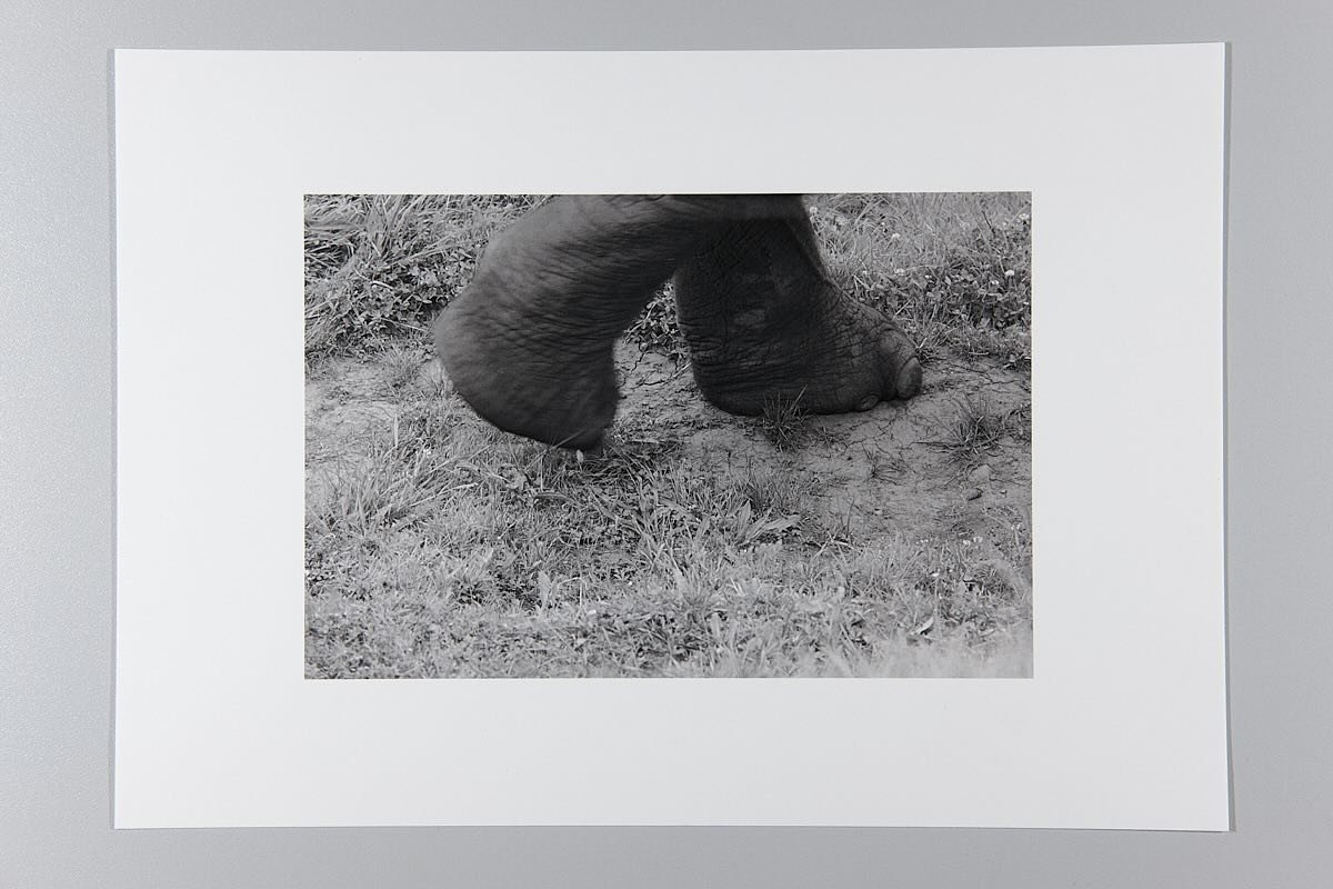 #steps#pasos#portfoliophotography#strange#paths#criature#imagination#forms#figures#pasos#extra&ntilde;eza#criatura#formas#figuras#printedphotography#authorphotography