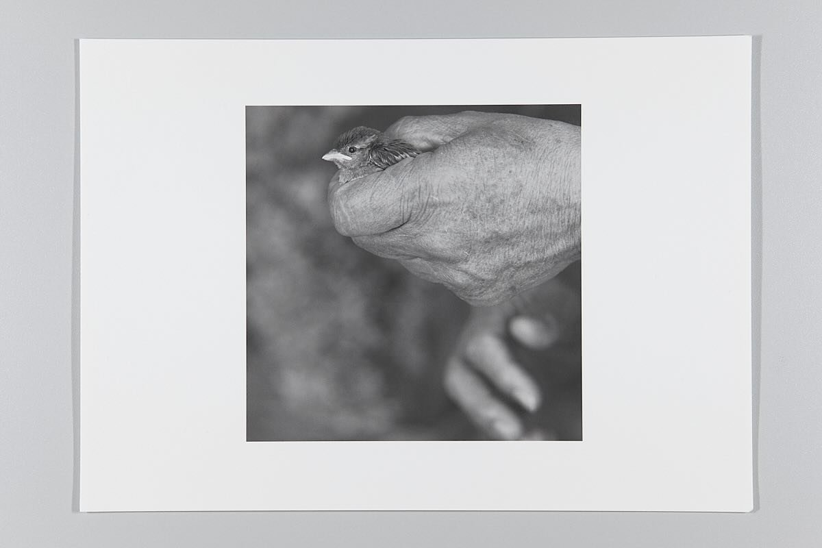 #printedphoto#visualpoetry#printmaking#hanem&uuml;llepapper#leica#leicaphoto#blackandwhite#blackandwhiteohotography#artcollector#bird#birdinhand