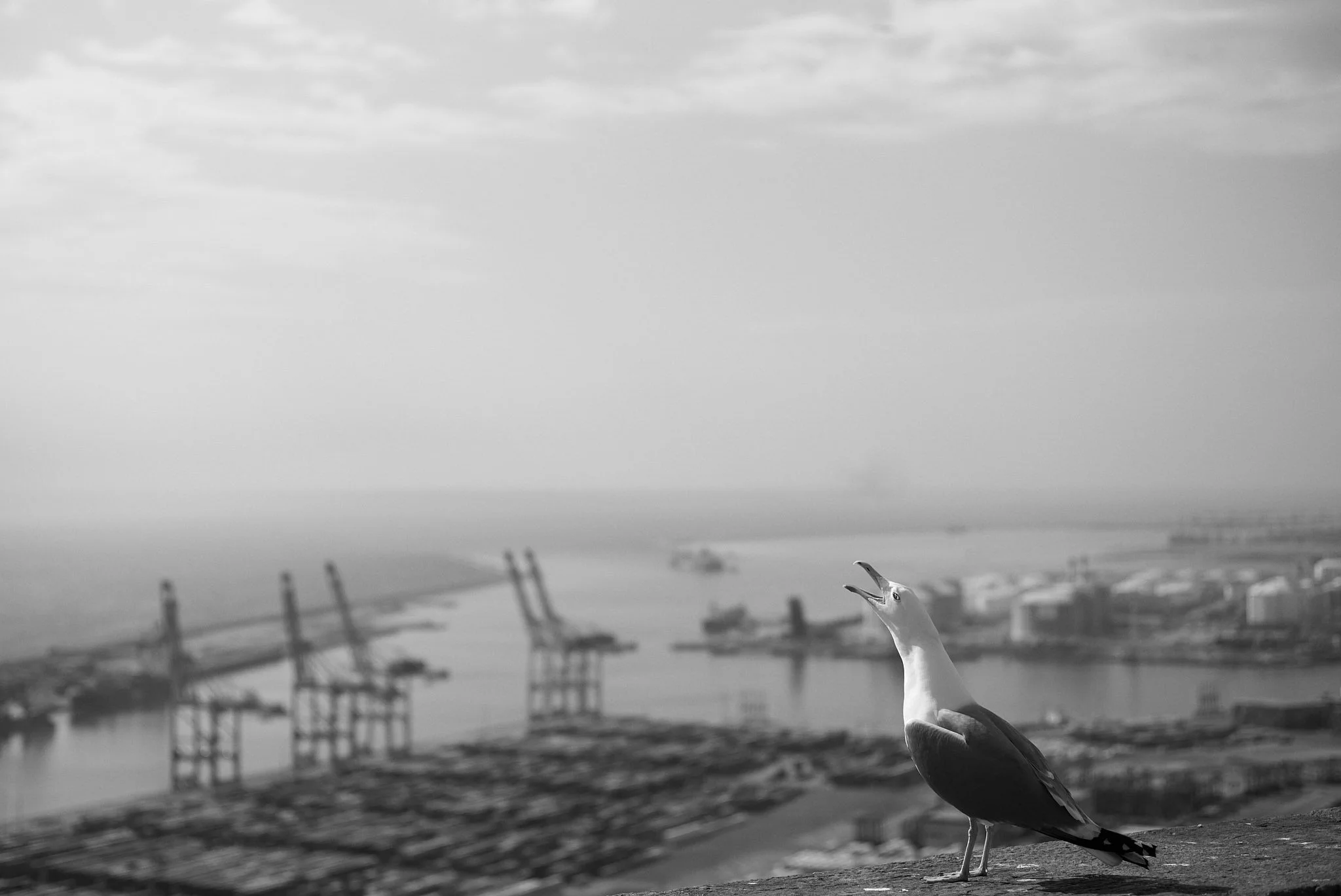 L1002766_fernandorodriguez_ago 15 2024.jpg