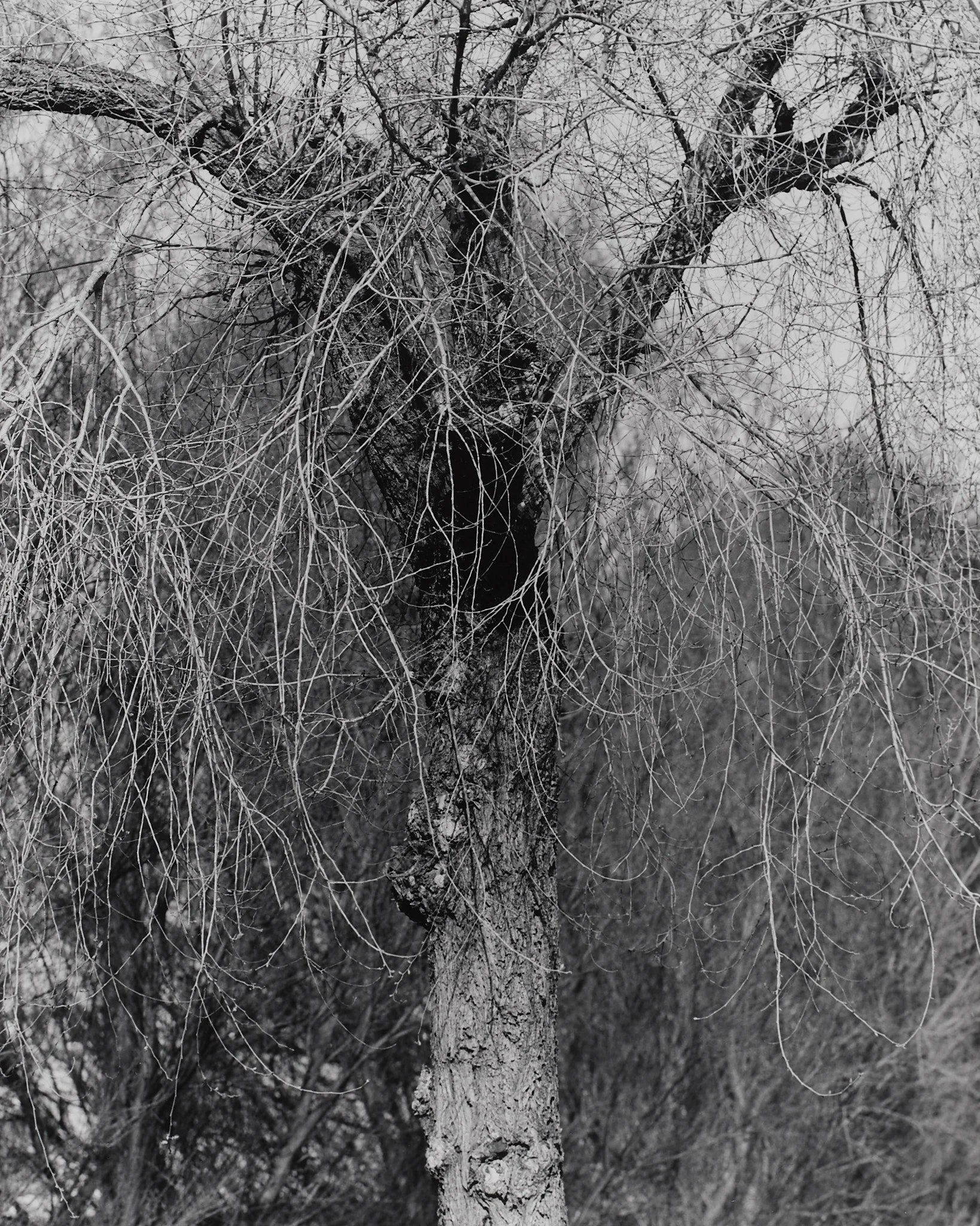 _MCB2717_fernandorodriguez_dic 30 2025.jpg