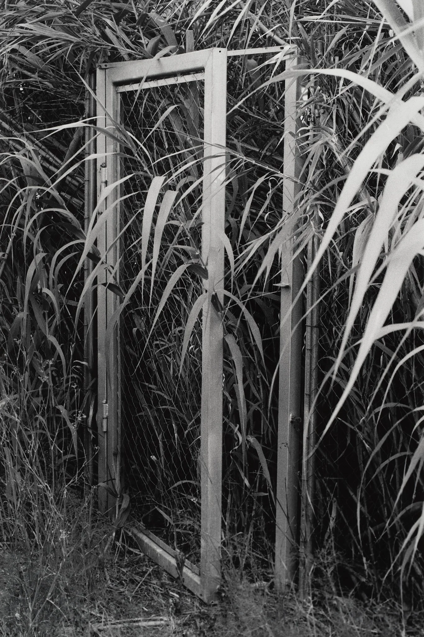 _MCB2638_fernandorodriguez_dic 30 2025.jpg