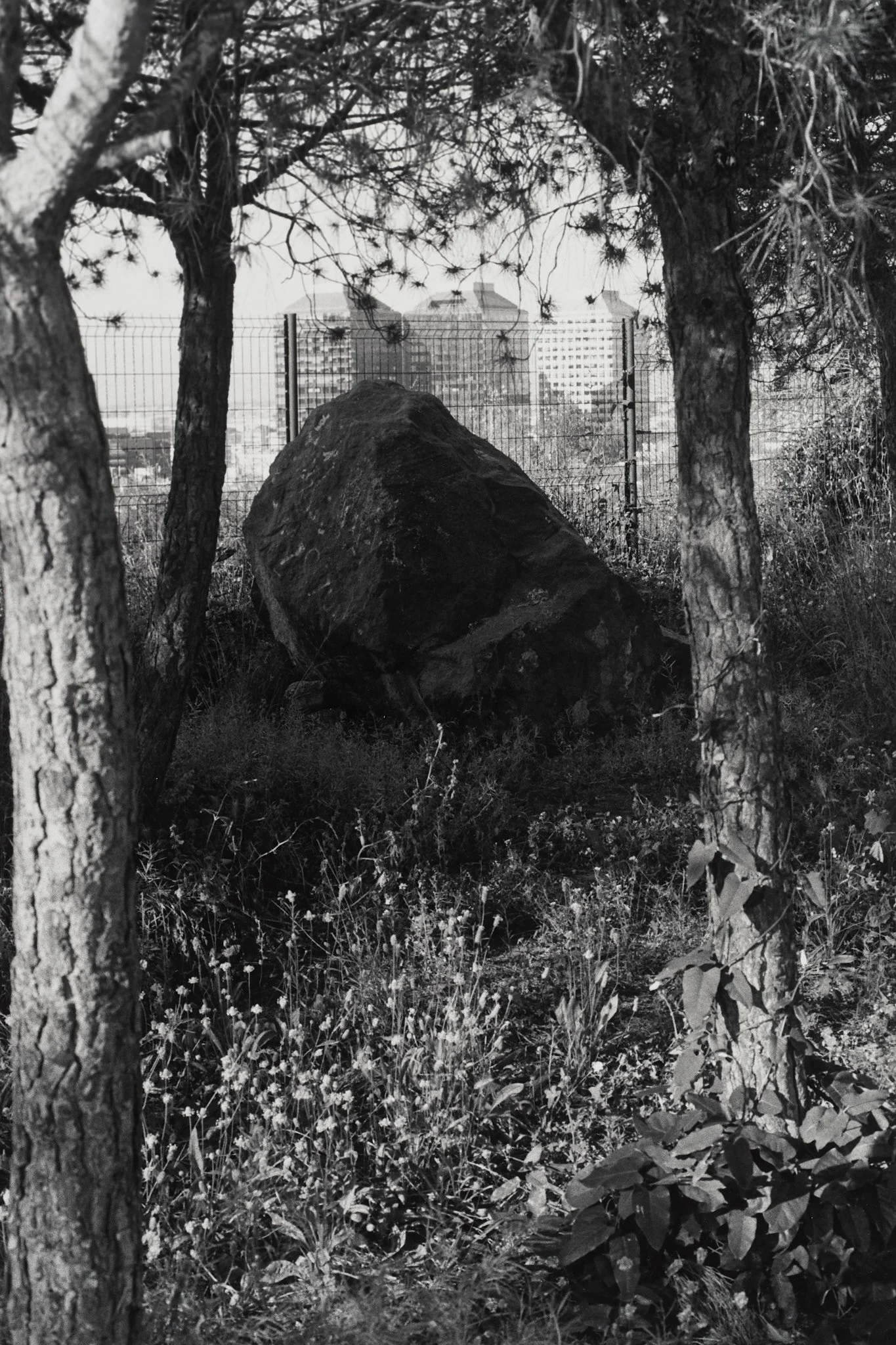 _MCB2647_fernandorodriguez_dic 30 2025.jpg